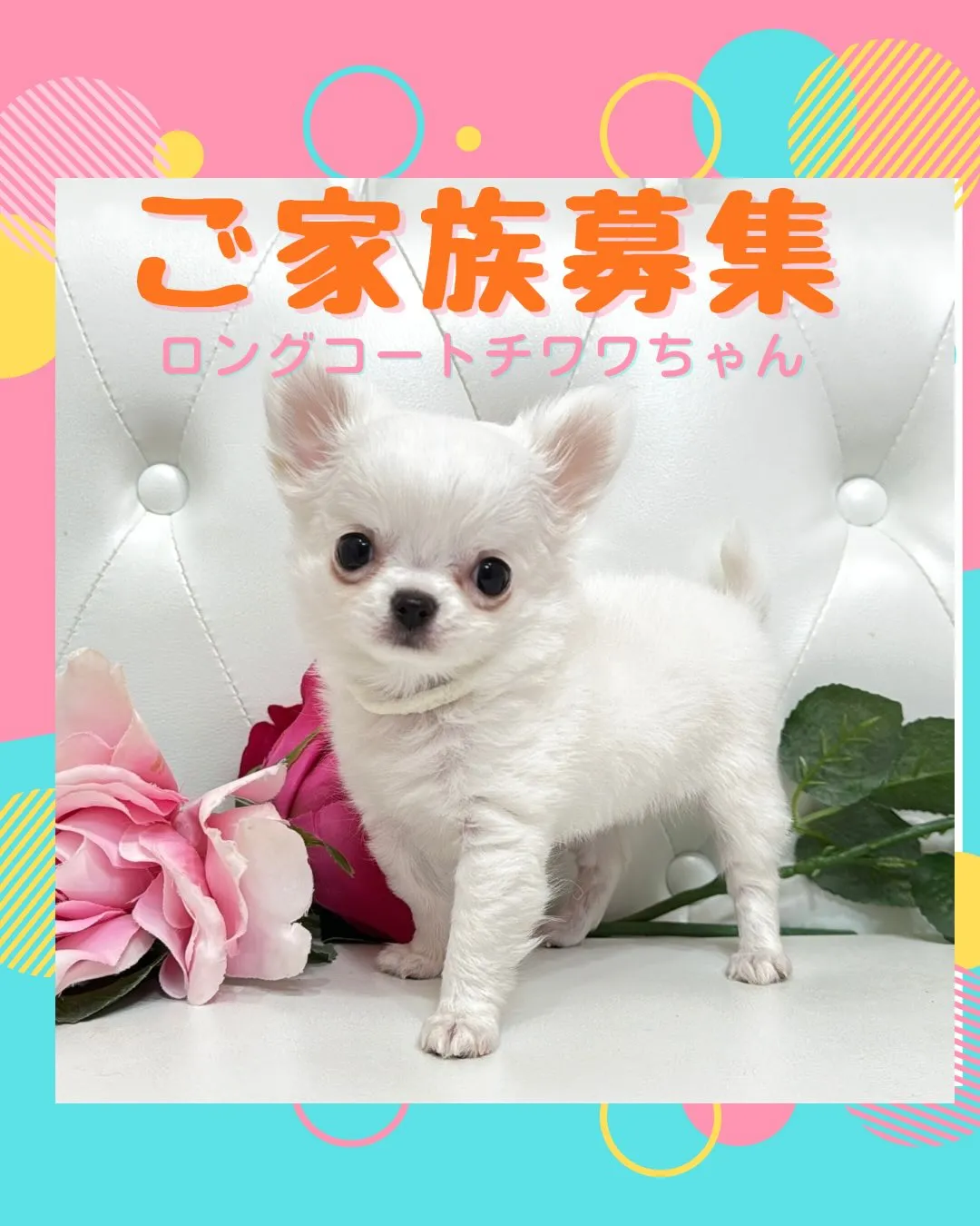 埼玉チワワ/パピーランドシェリエ/ブリーダー直販