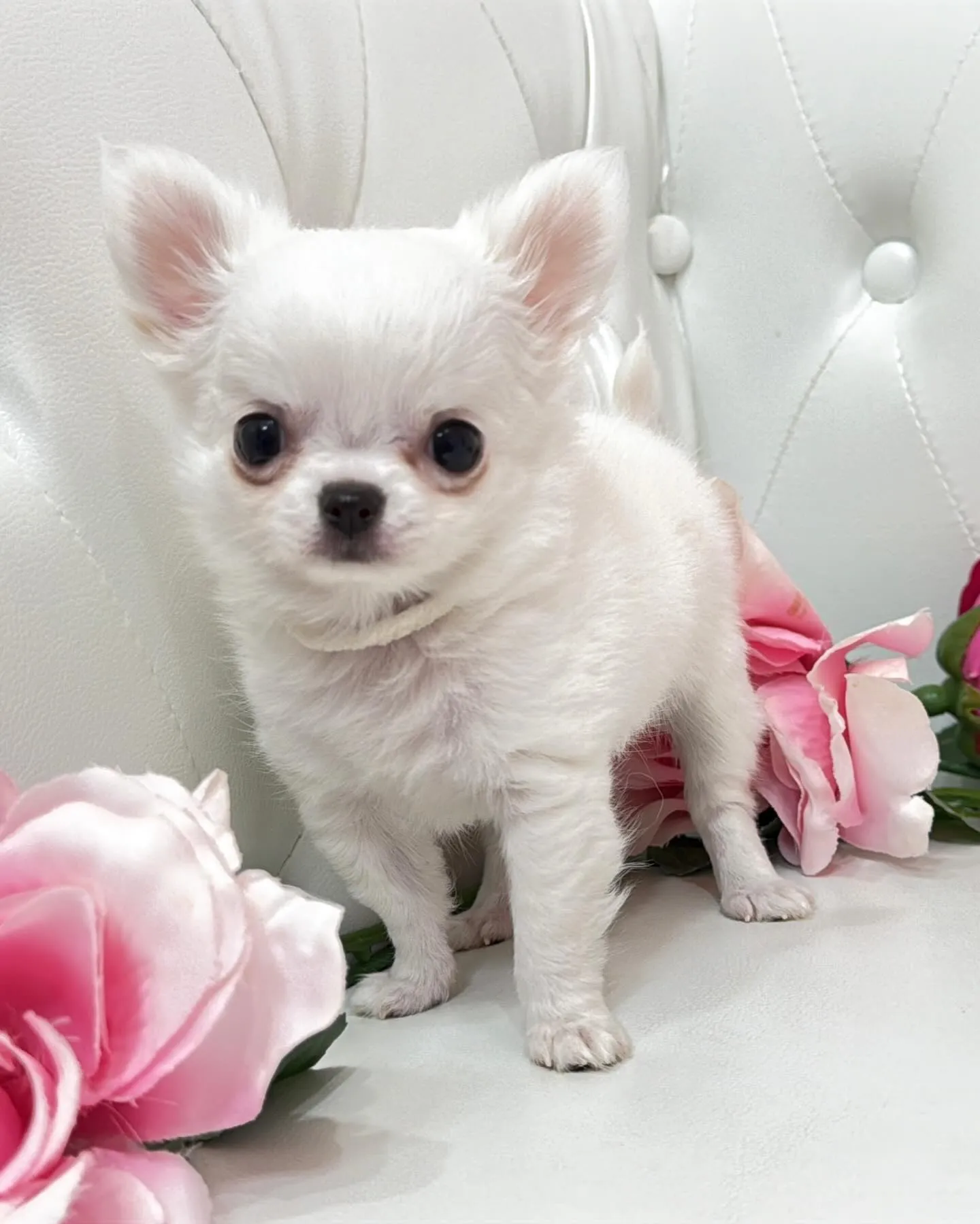 埼玉チワワ/パピーランドシェリエ/ブリーダー直販