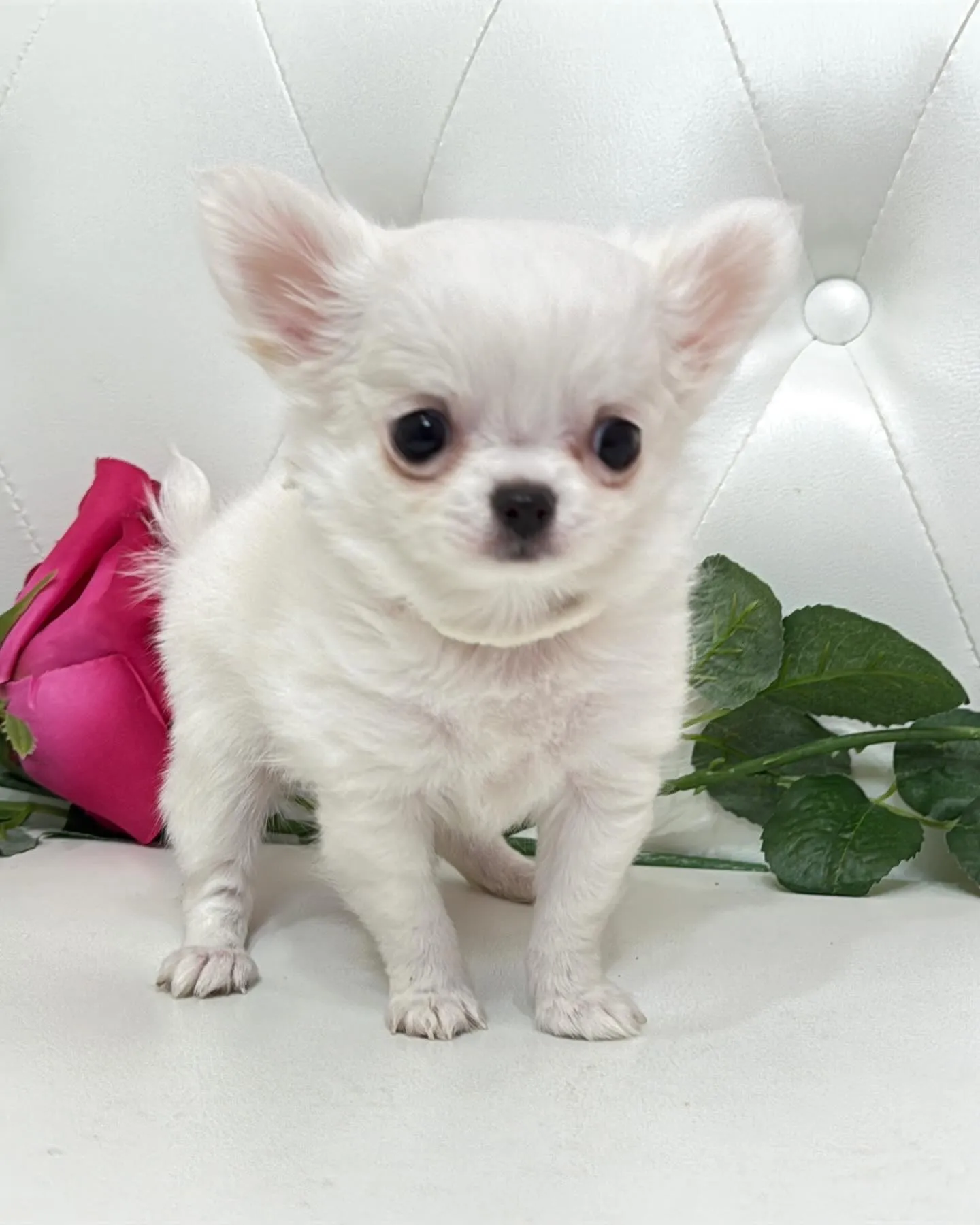 埼玉チワワ/パピーランドシェリエ/ブリーダー直販