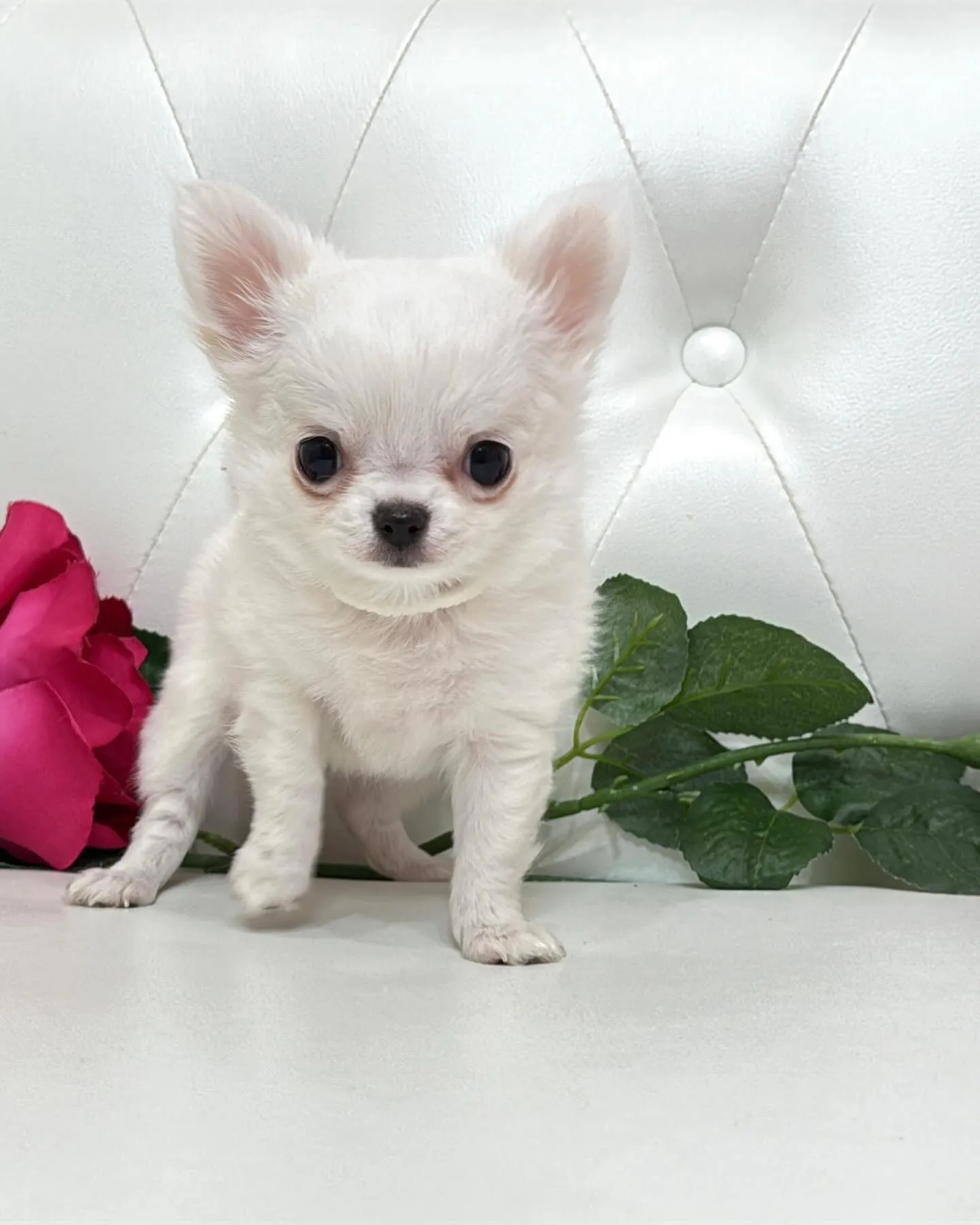 埼玉チワワ/パピーランドシェリエ/ブリーダー直販