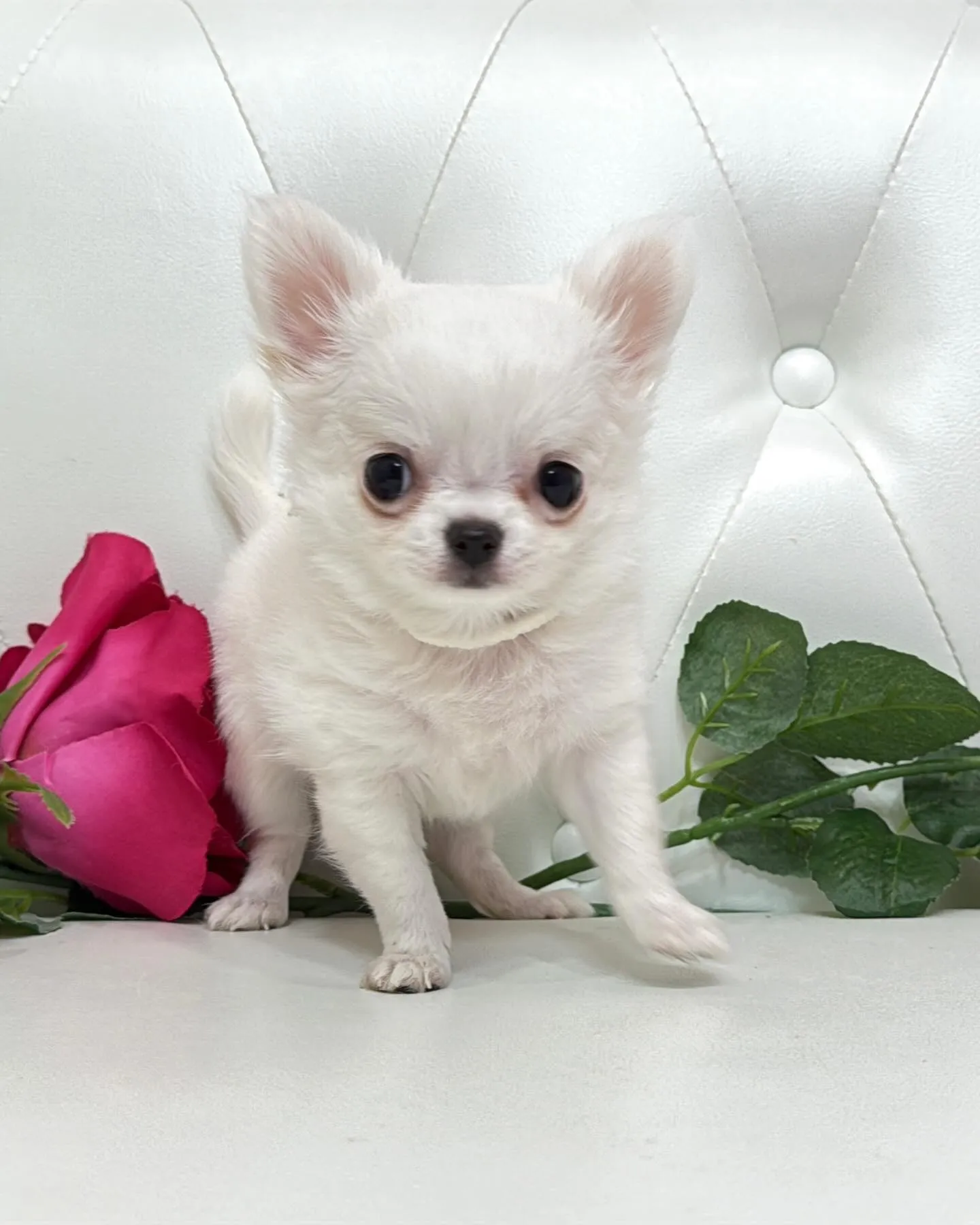 埼玉チワワ/パピーランドシェリエ/ブリーダー直販