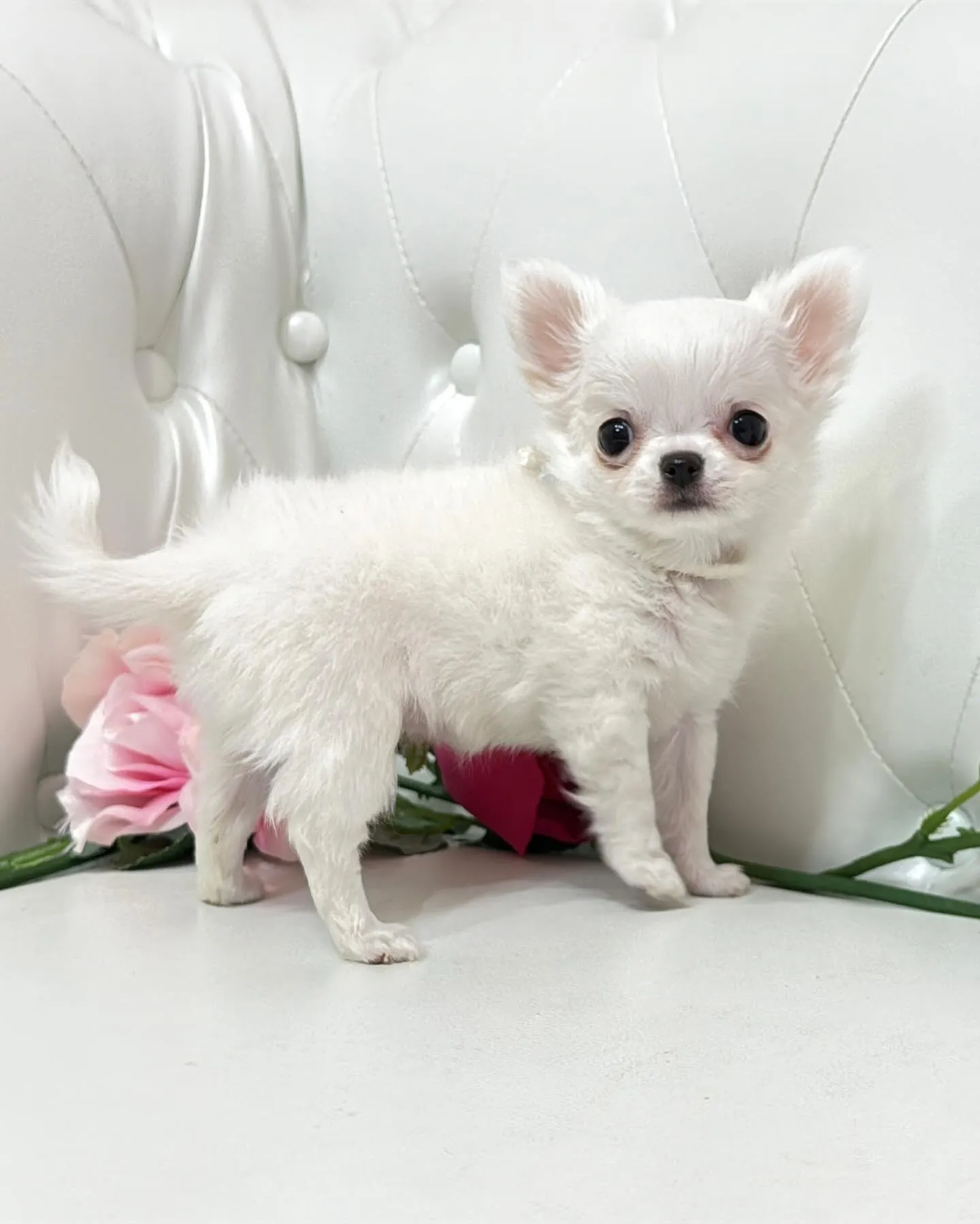 埼玉チワワ/パピーランドシェリエ/ブリーダー直販