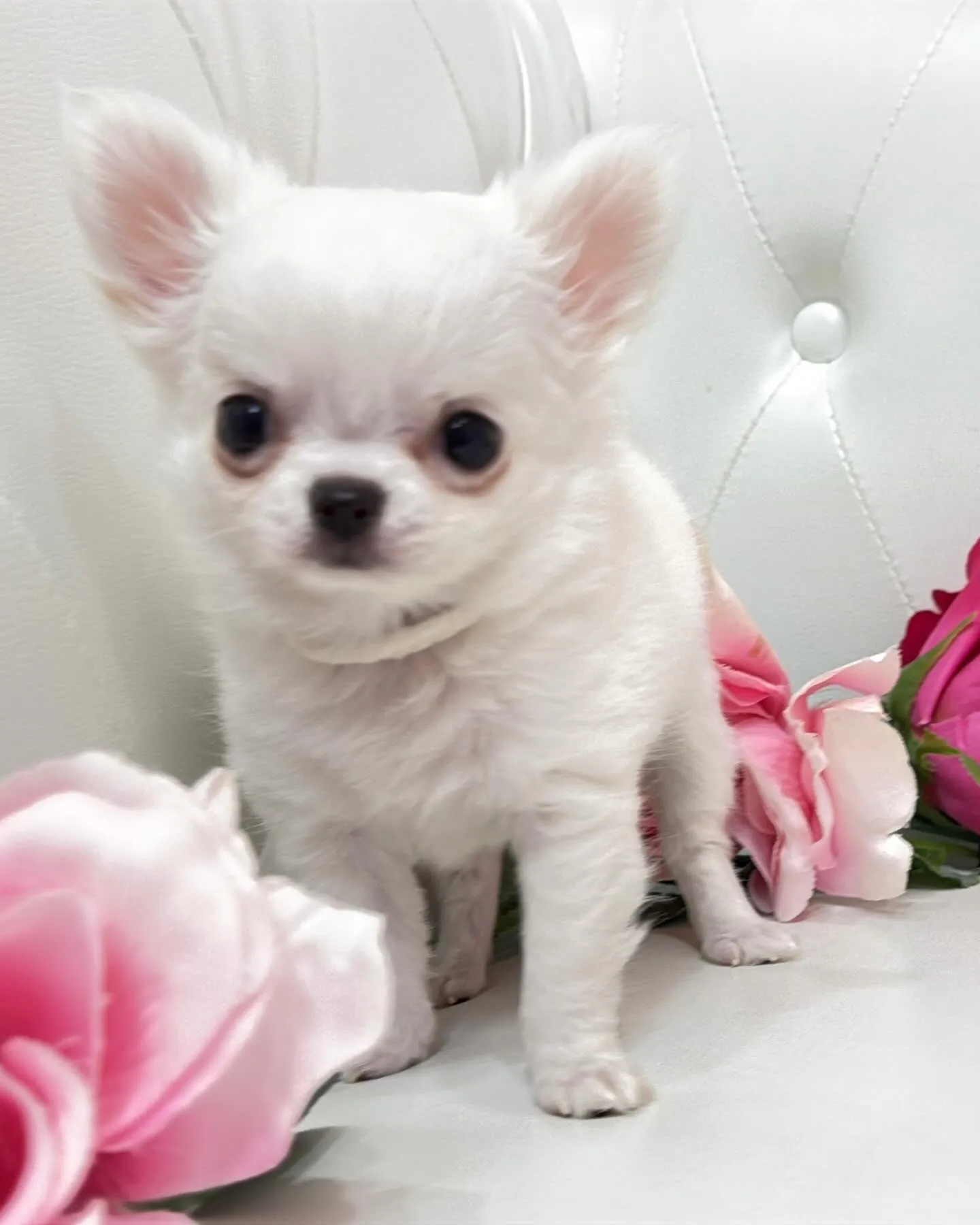 埼玉チワワ/パピーランドシェリエ/ブリーダー直販