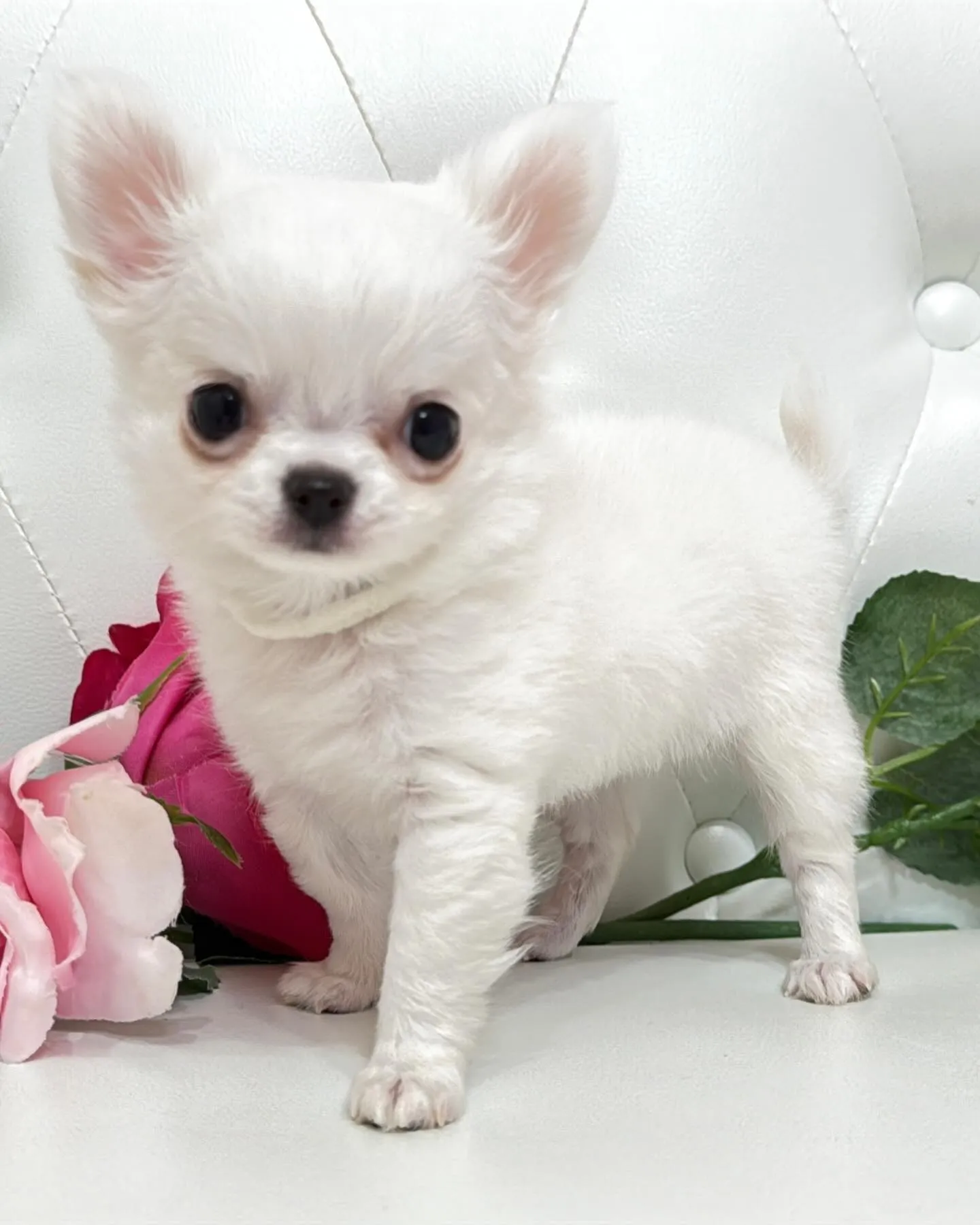 埼玉チワワ/パピーランドシェリエ/ブリーダー直販