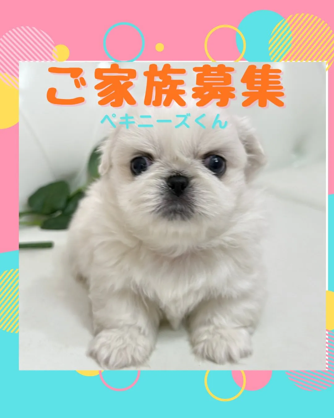 ペキニーズ/パピーランドシェリエ/ブリーダー直販