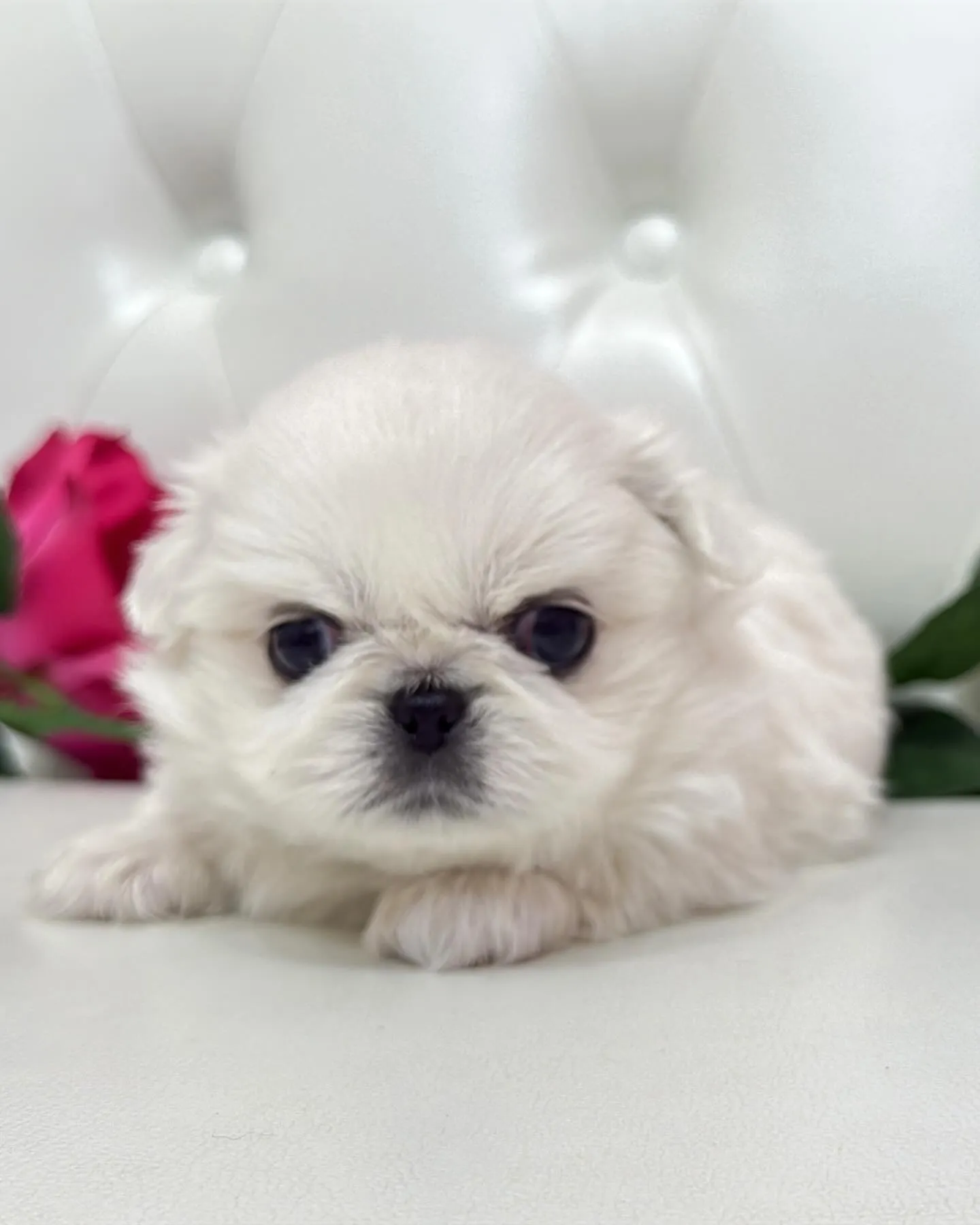 ペキニーズ/パピーランドシェリエ/ブリーダー直販