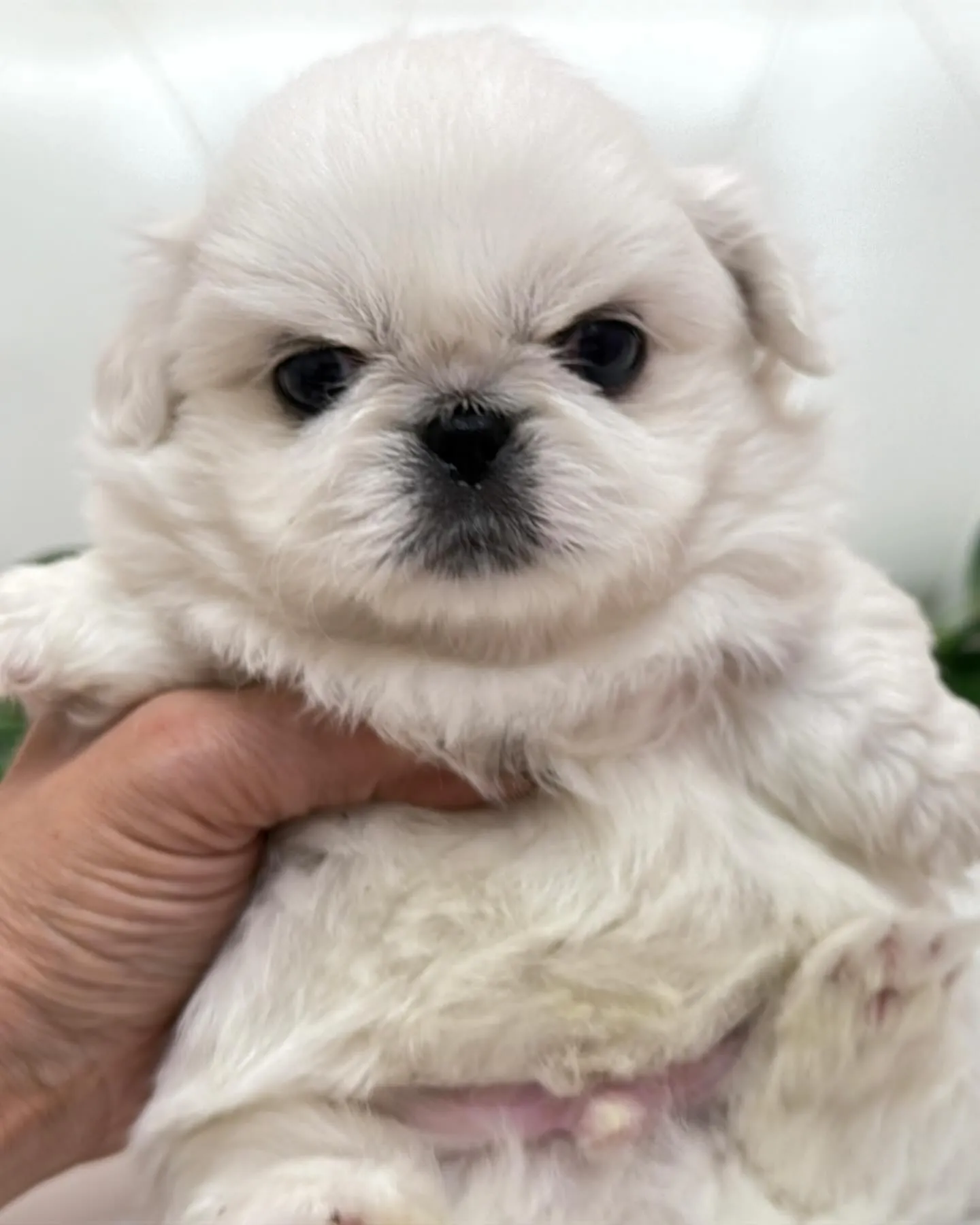 ペキニーズ/パピーランドシェリエ/ブリーダー直販