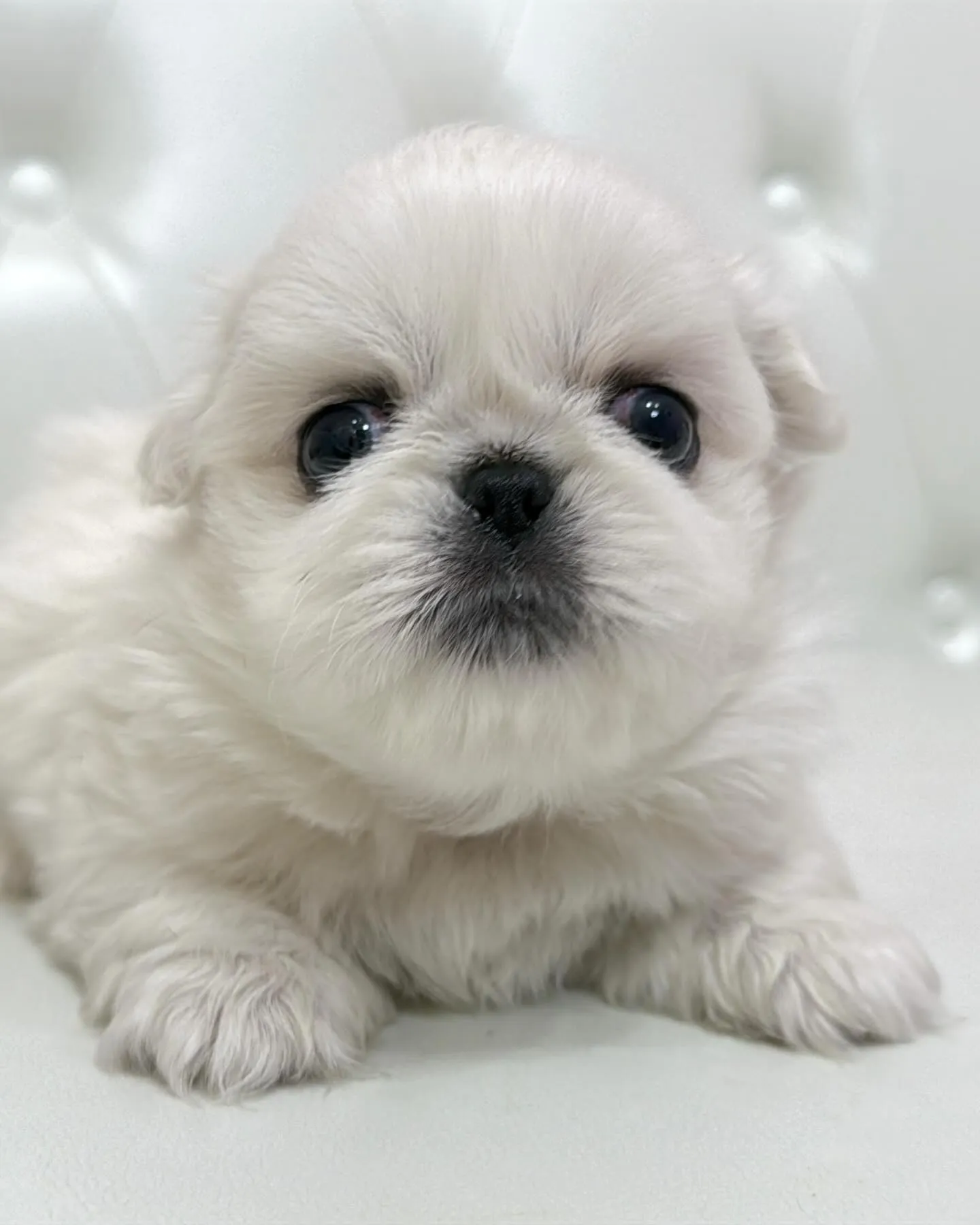 ペキニーズ/パピーランドシェリエ/ブリーダー直販