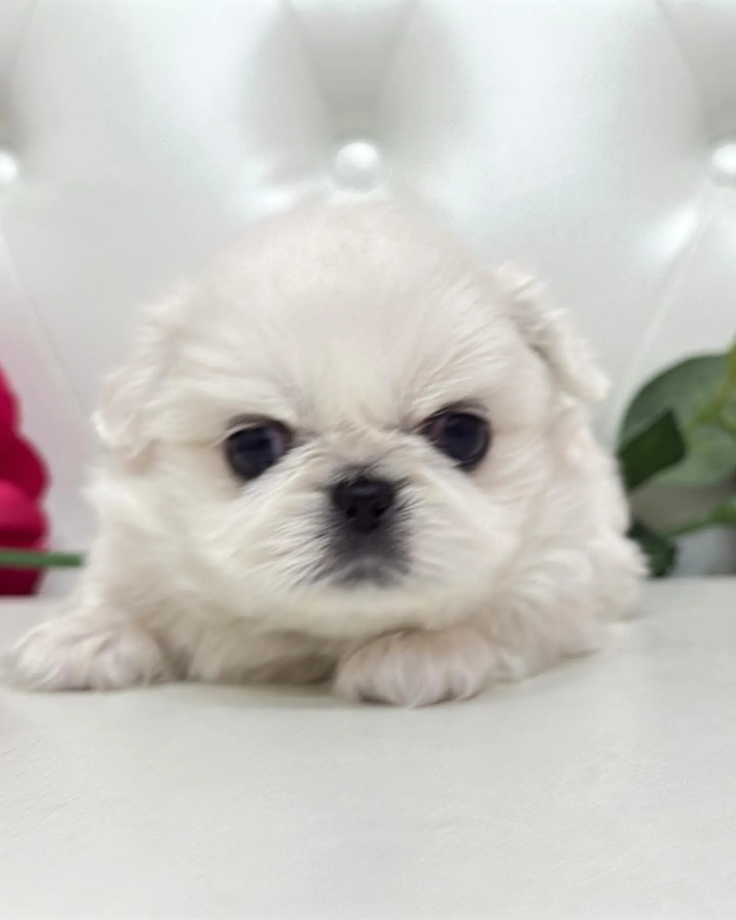 ペキニーズ/パピーランドシェリエ/ブリーダー直販