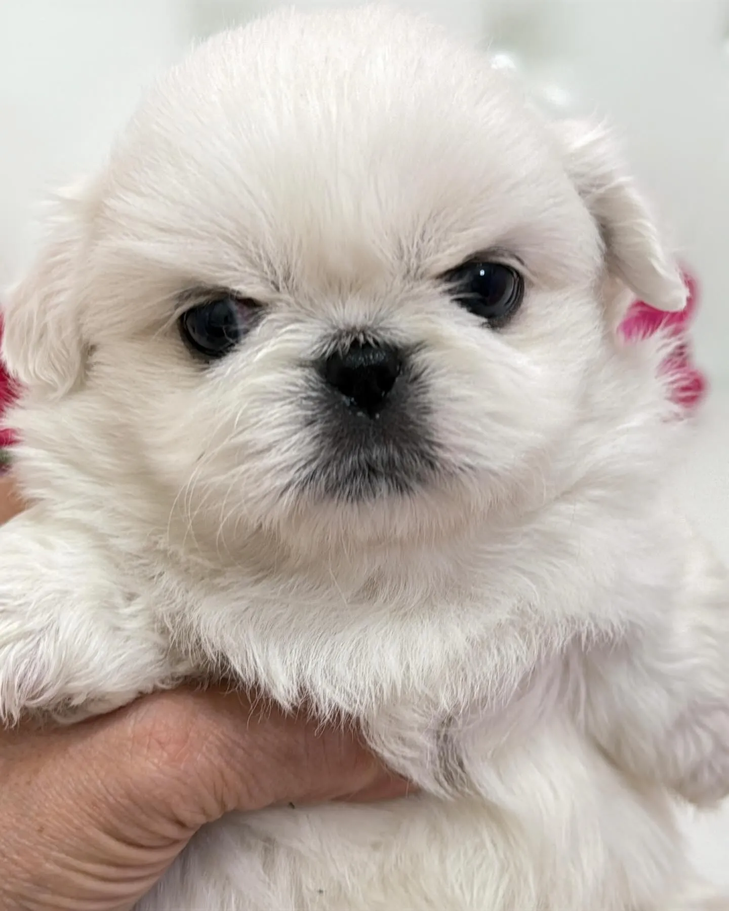 ペキニーズ/パピーランドシェリエ/ブリーダー直販