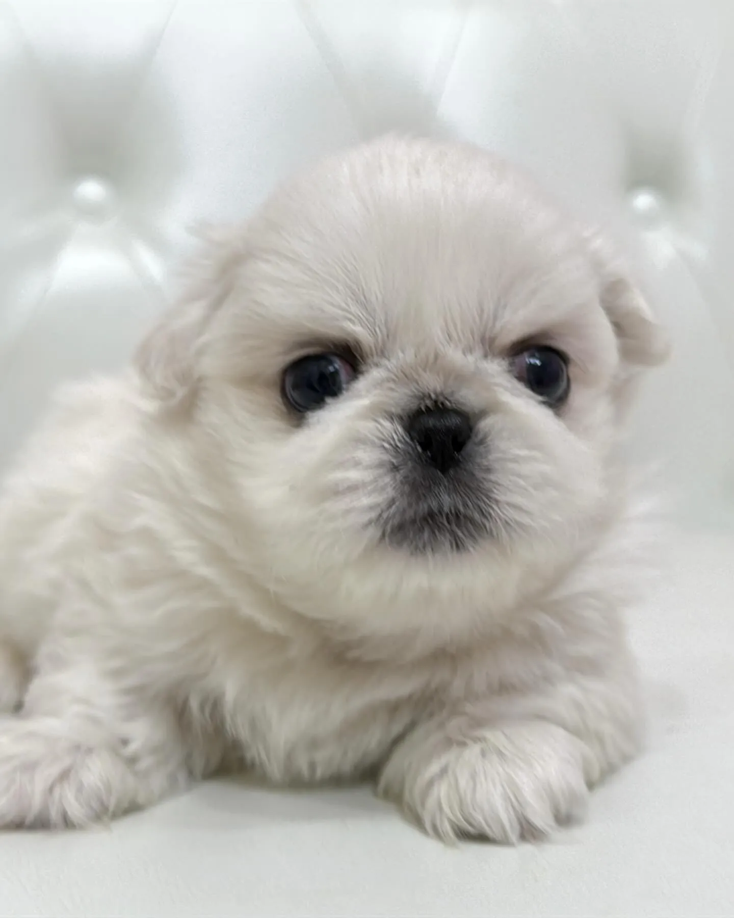 ペキニーズ/パピーランドシェリエ/ブリーダー直販