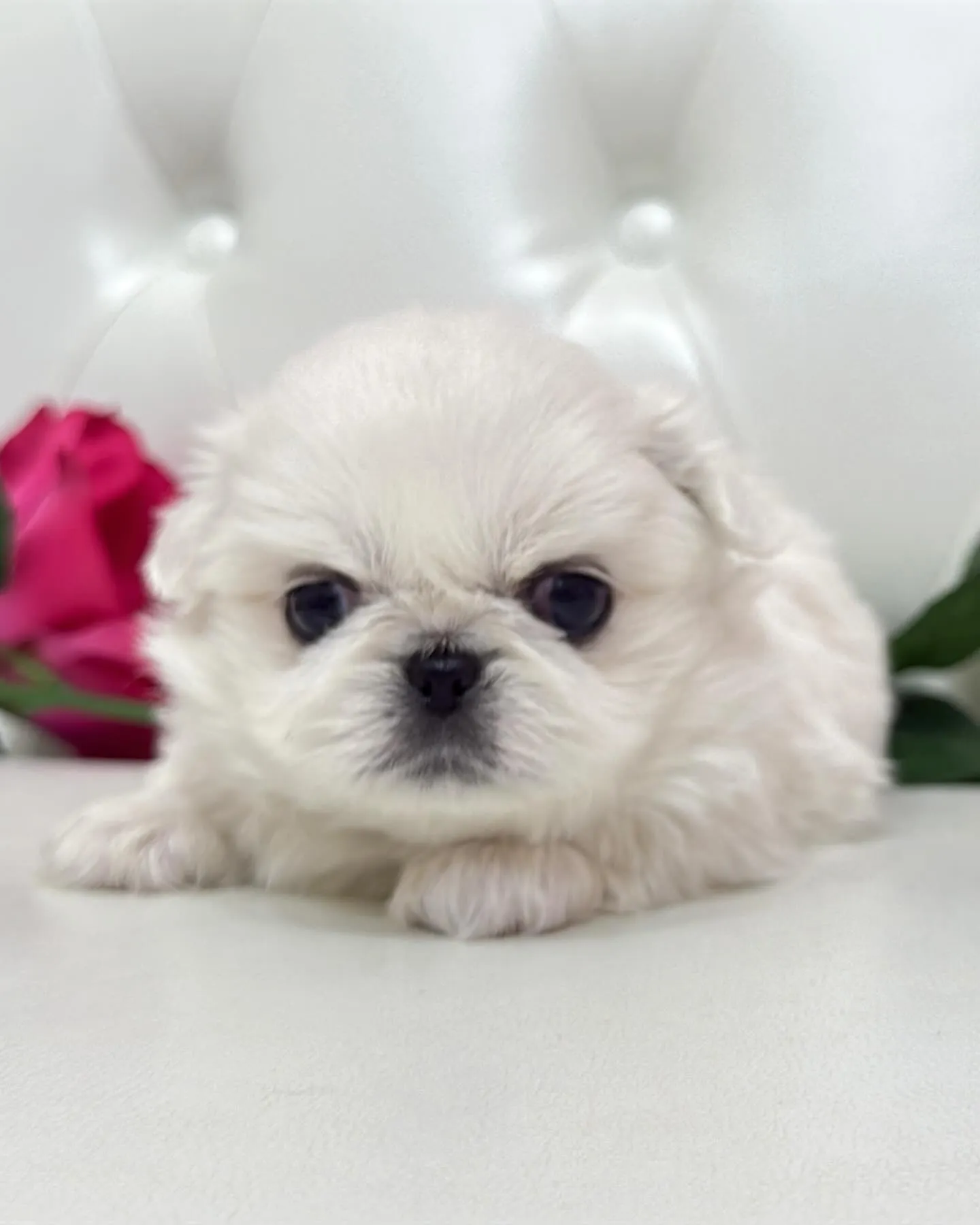 ペキニーズ/パピーランドシェリエ/ブリーダー直販