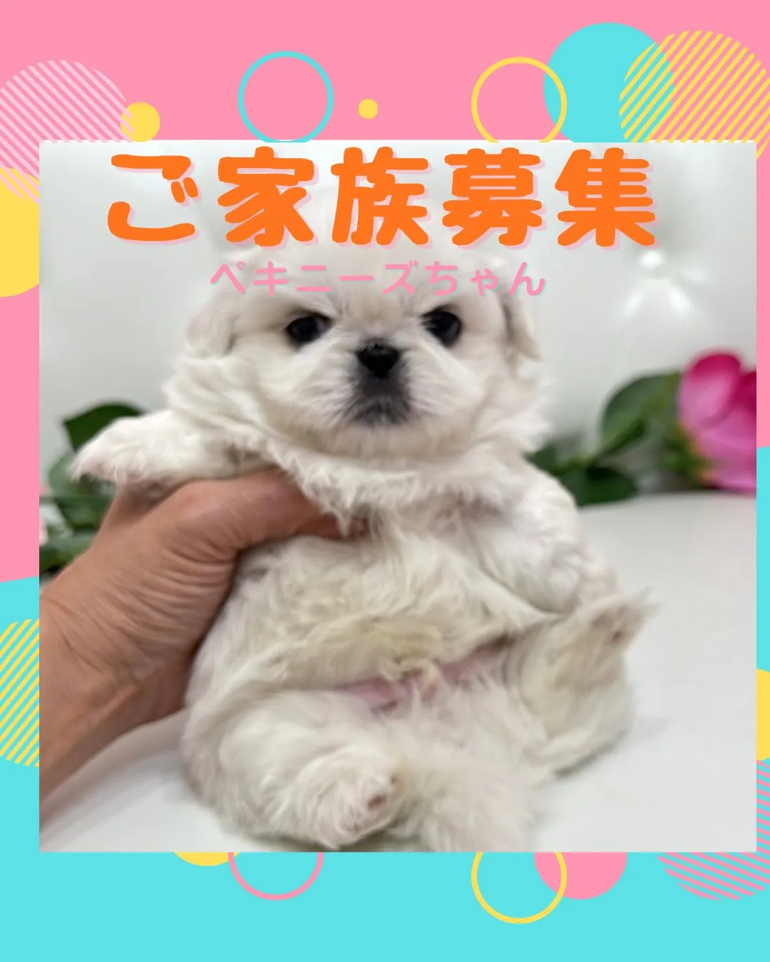 ペキニーズ/パピーランドシェリエ/ブリーダー直販