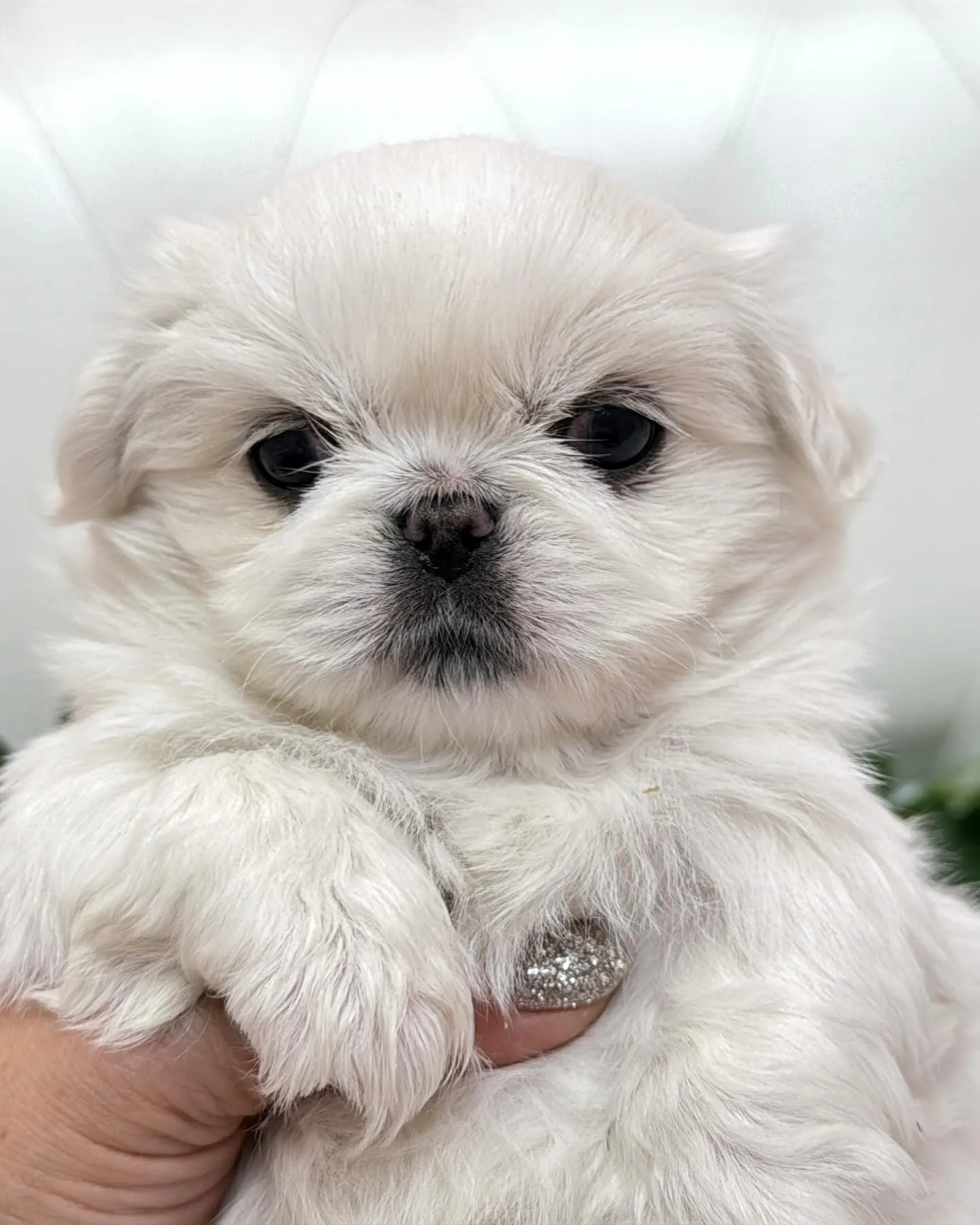 ペキニーズ/パピーランドシェリエ/ブリーダー直販