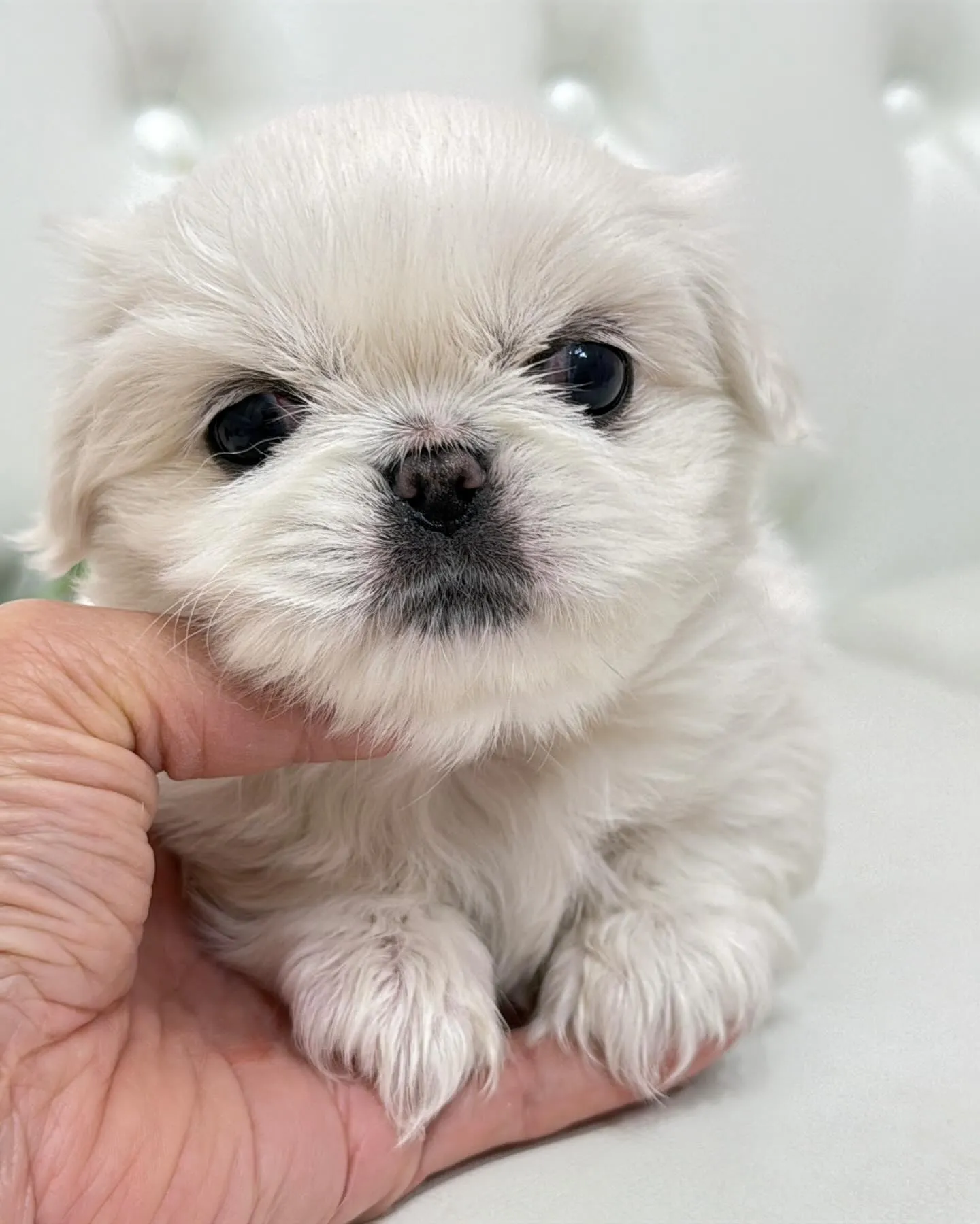 ペキニーズ/パピーランドシェリエ/ブリーダー直販