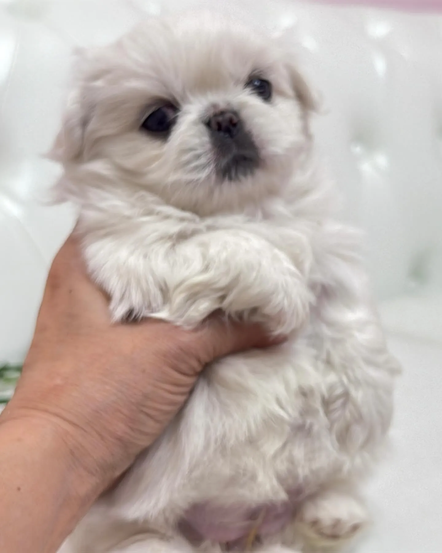 ペキニーズ/パピーランドシェリエ/ブリーダー直販