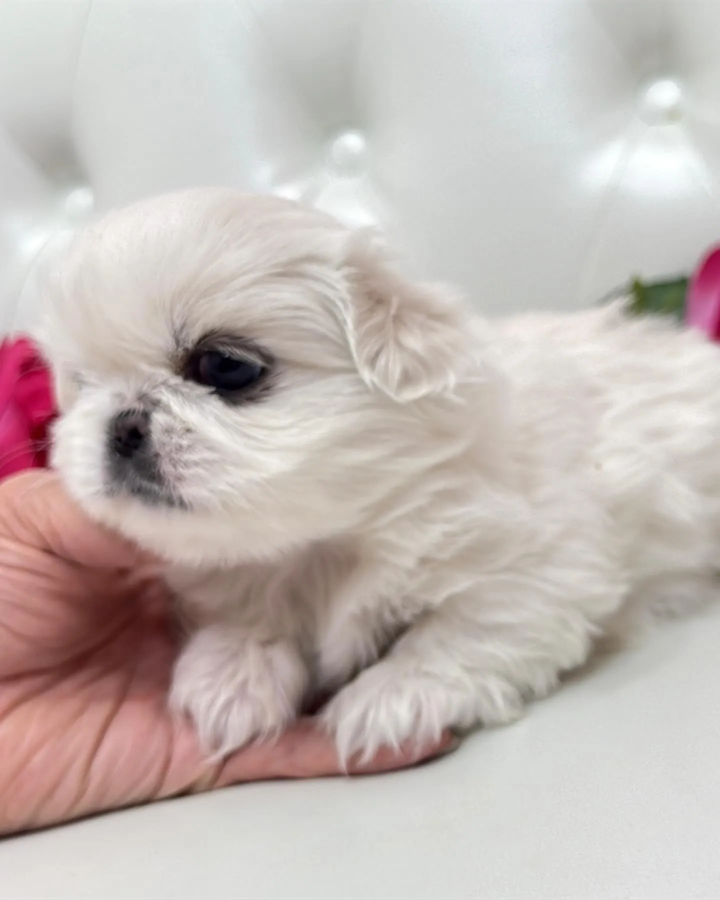 ペキニーズ/パピーランドシェリエ/ブリーダー直販