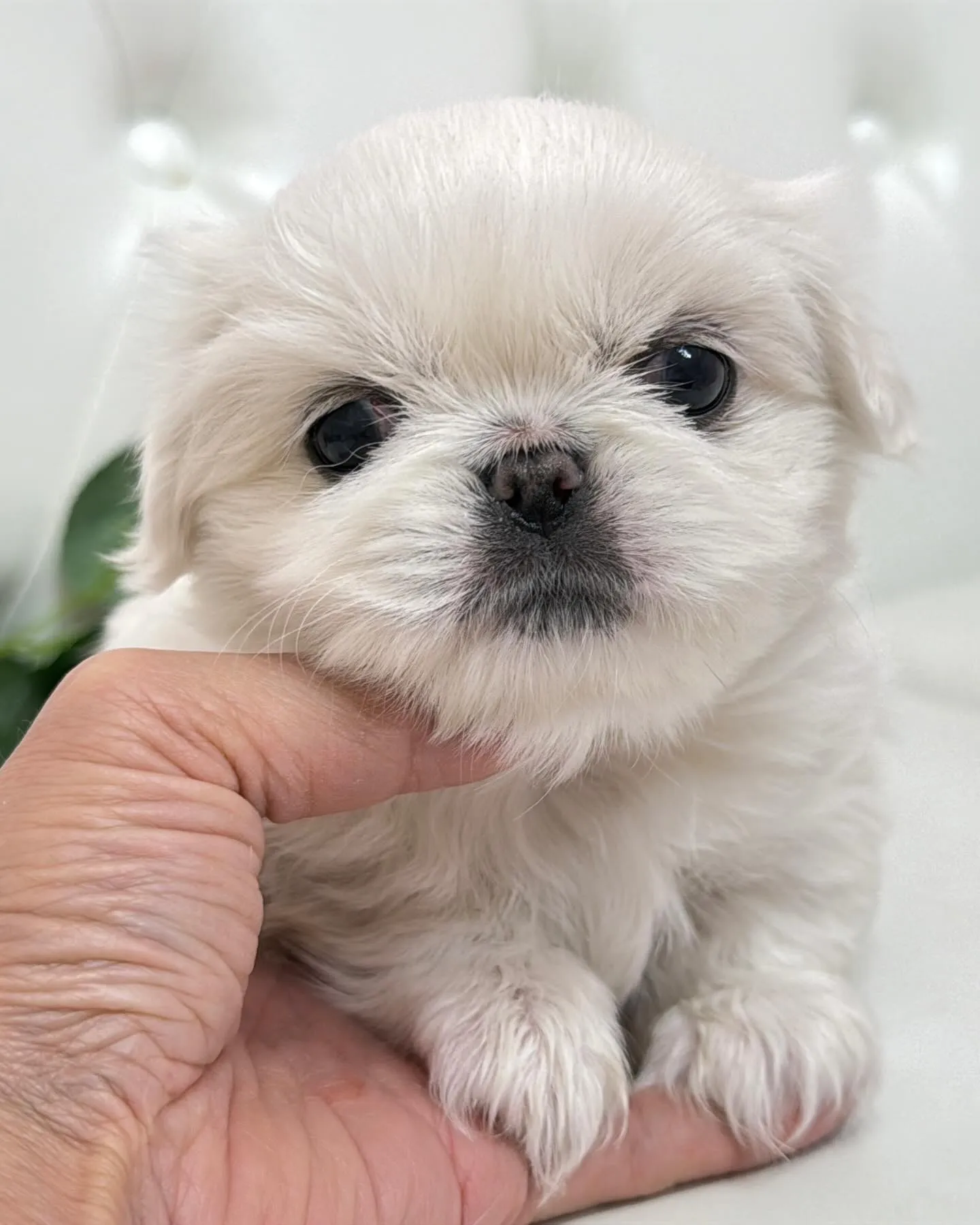 ペキニーズ/パピーランドシェリエ/ブリーダー直販