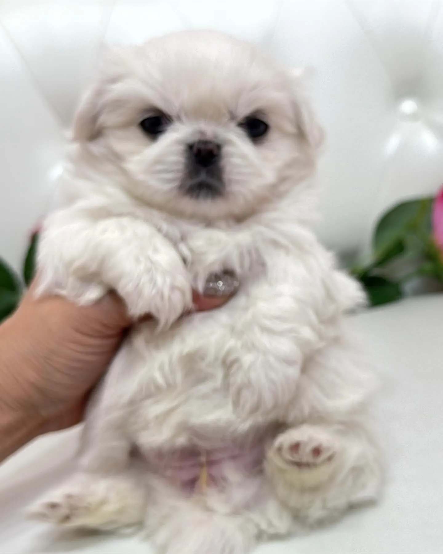 ペキニーズ/パピーランドシェリエ/ブリーダー直販