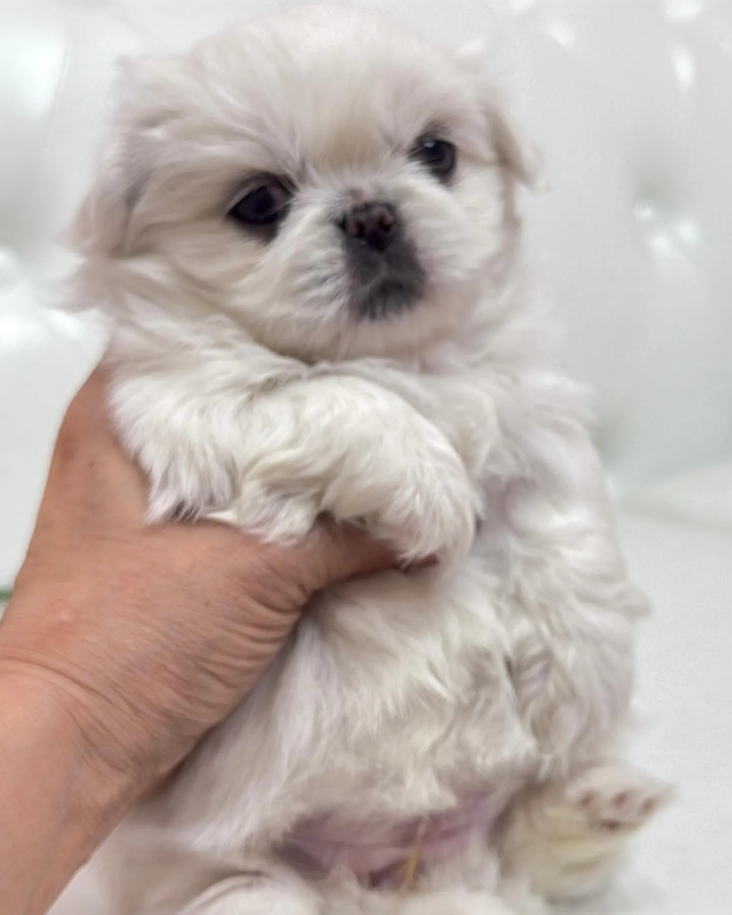 ペキニーズ/パピーランドシェリエ/ブリーダー直販