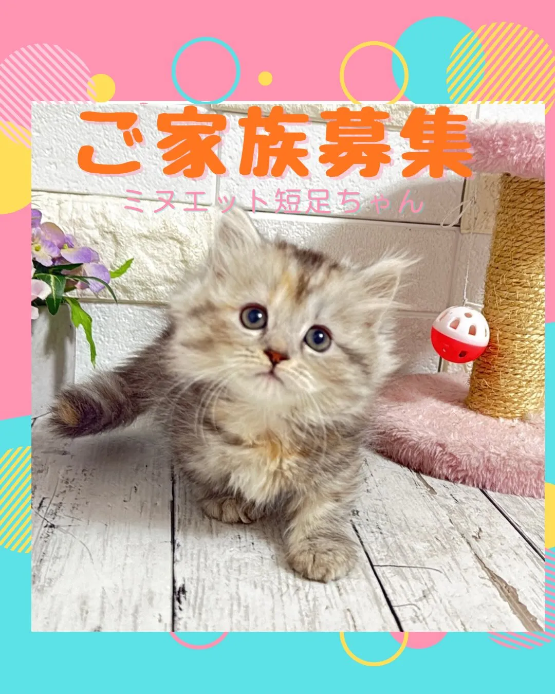 ミヌエットBABYちゃん