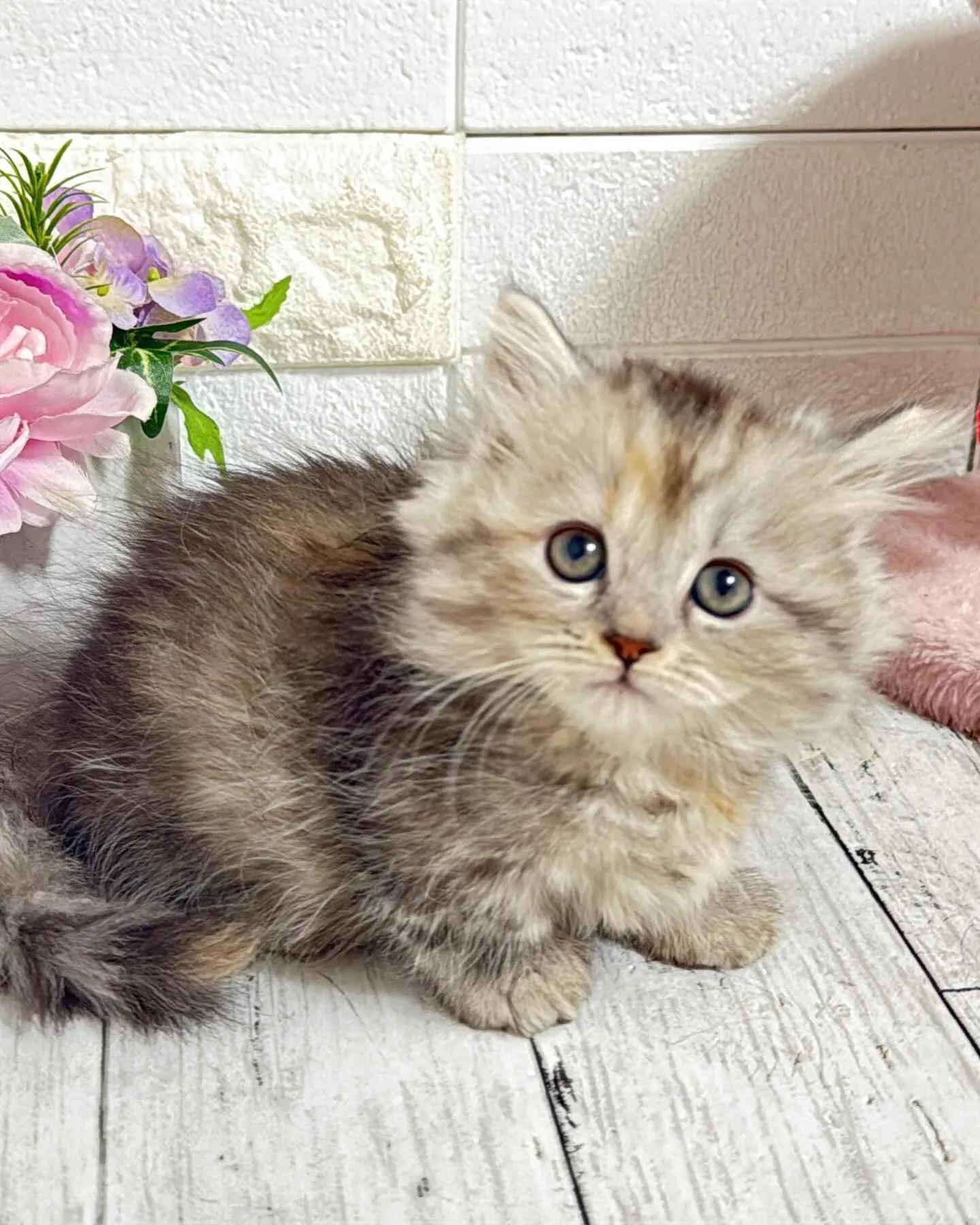 ミヌエットBABYちゃん