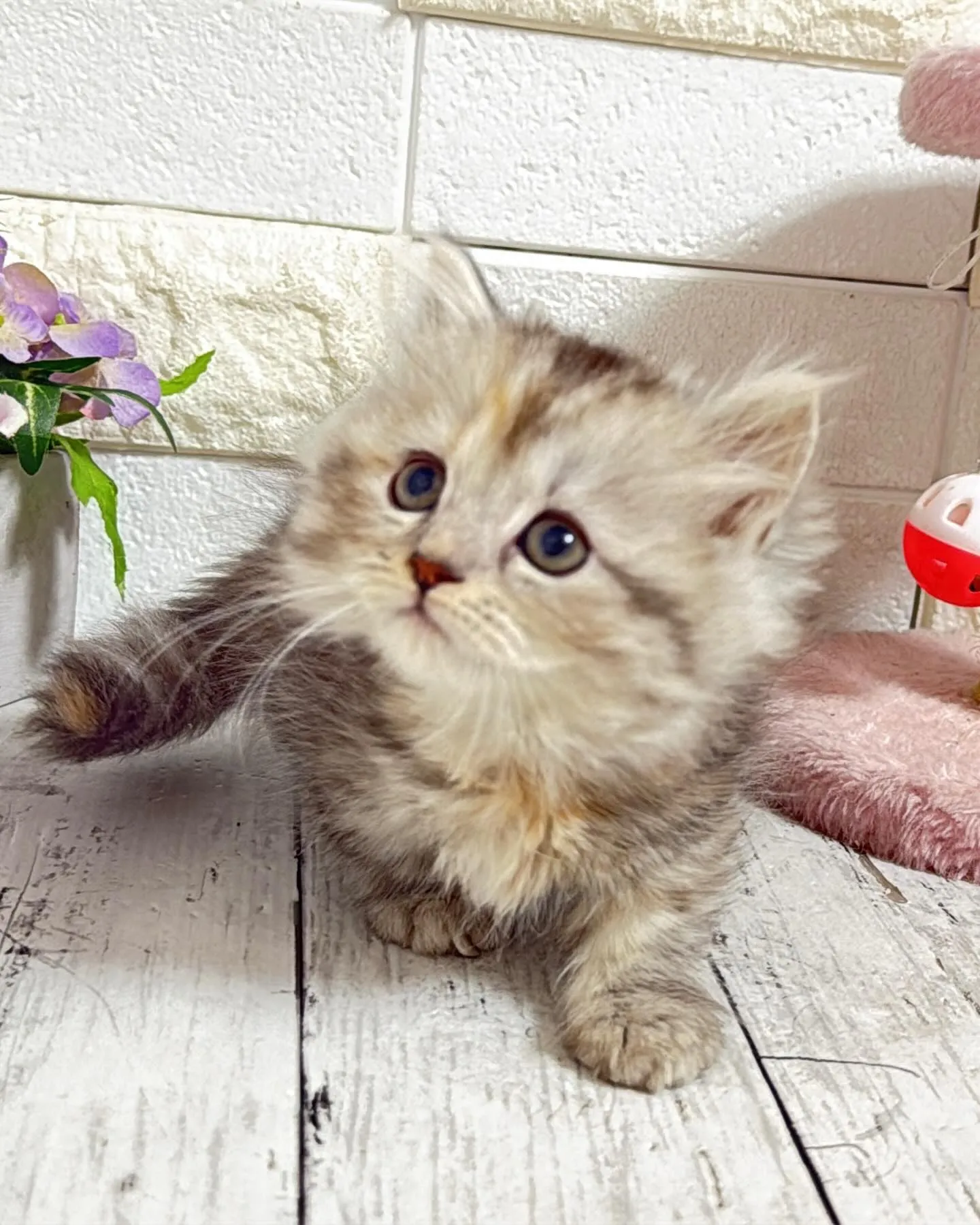 ミヌエットBABYちゃん