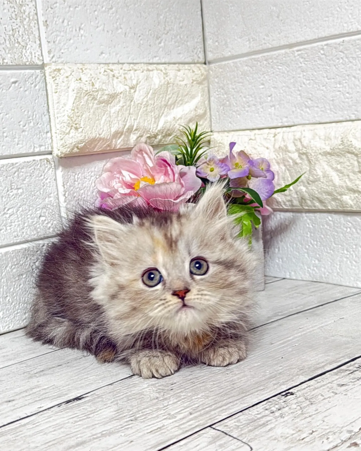 ミヌエットBABYちゃん