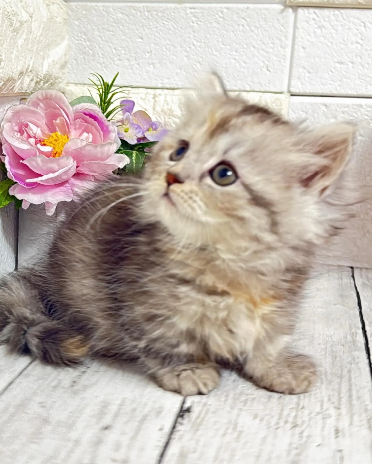 ミヌエットBABYちゃん