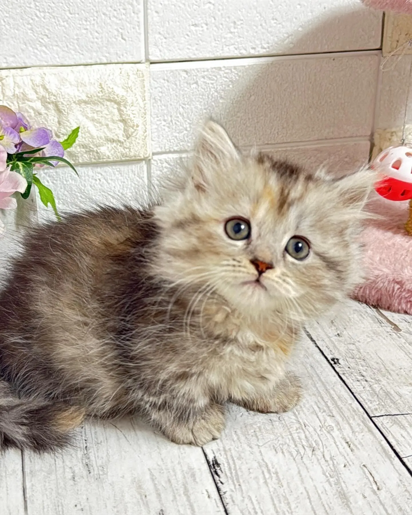 ミヌエットBABYちゃん