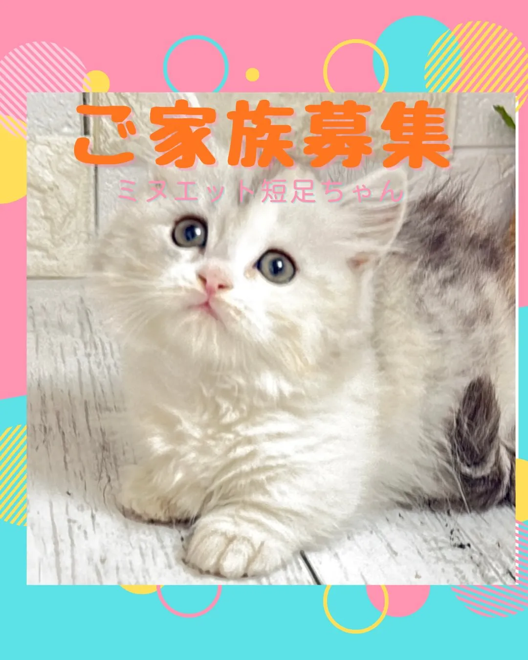 ミヌエットBABY短足ちゃん