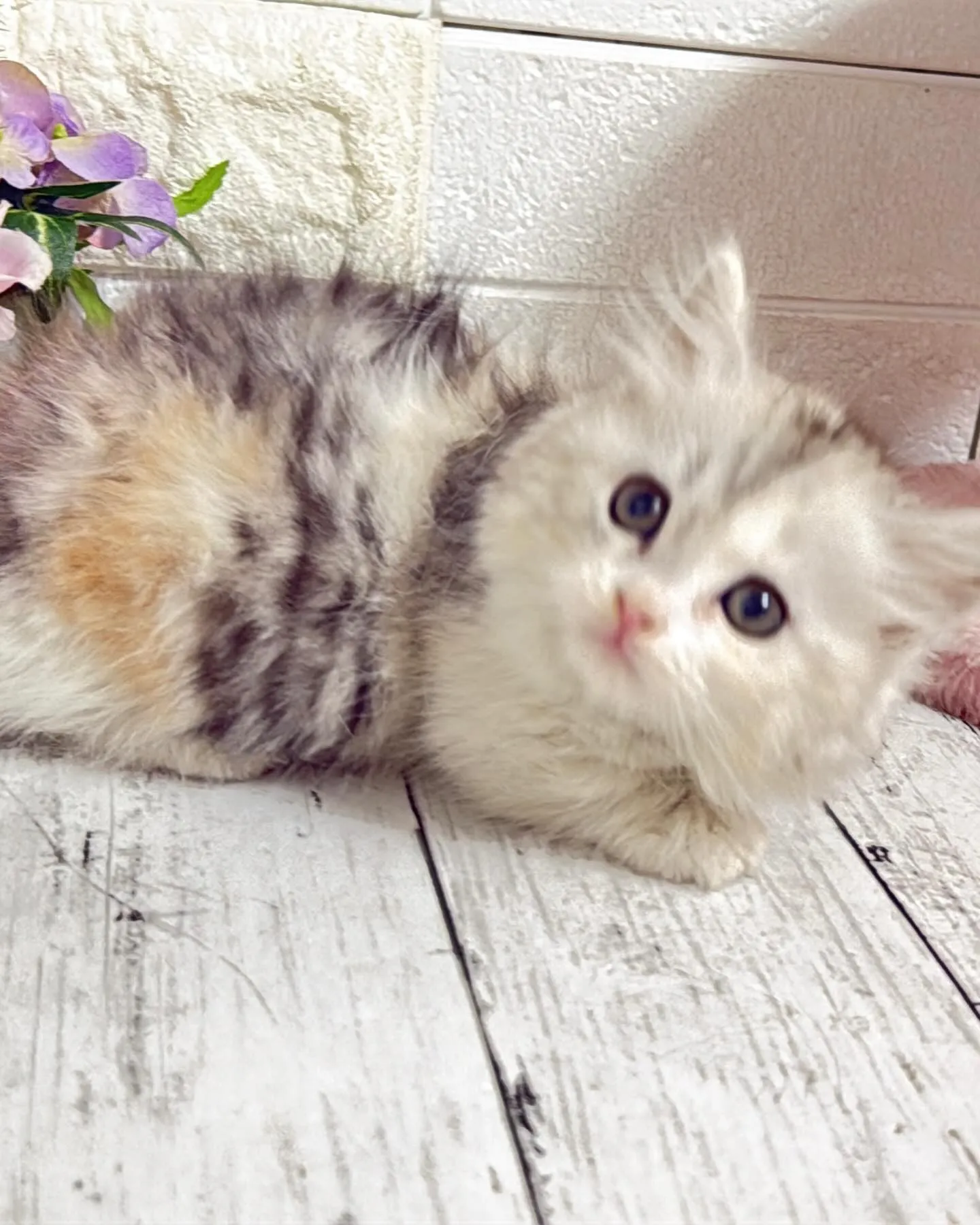 ミヌエットBABY短足ちゃん