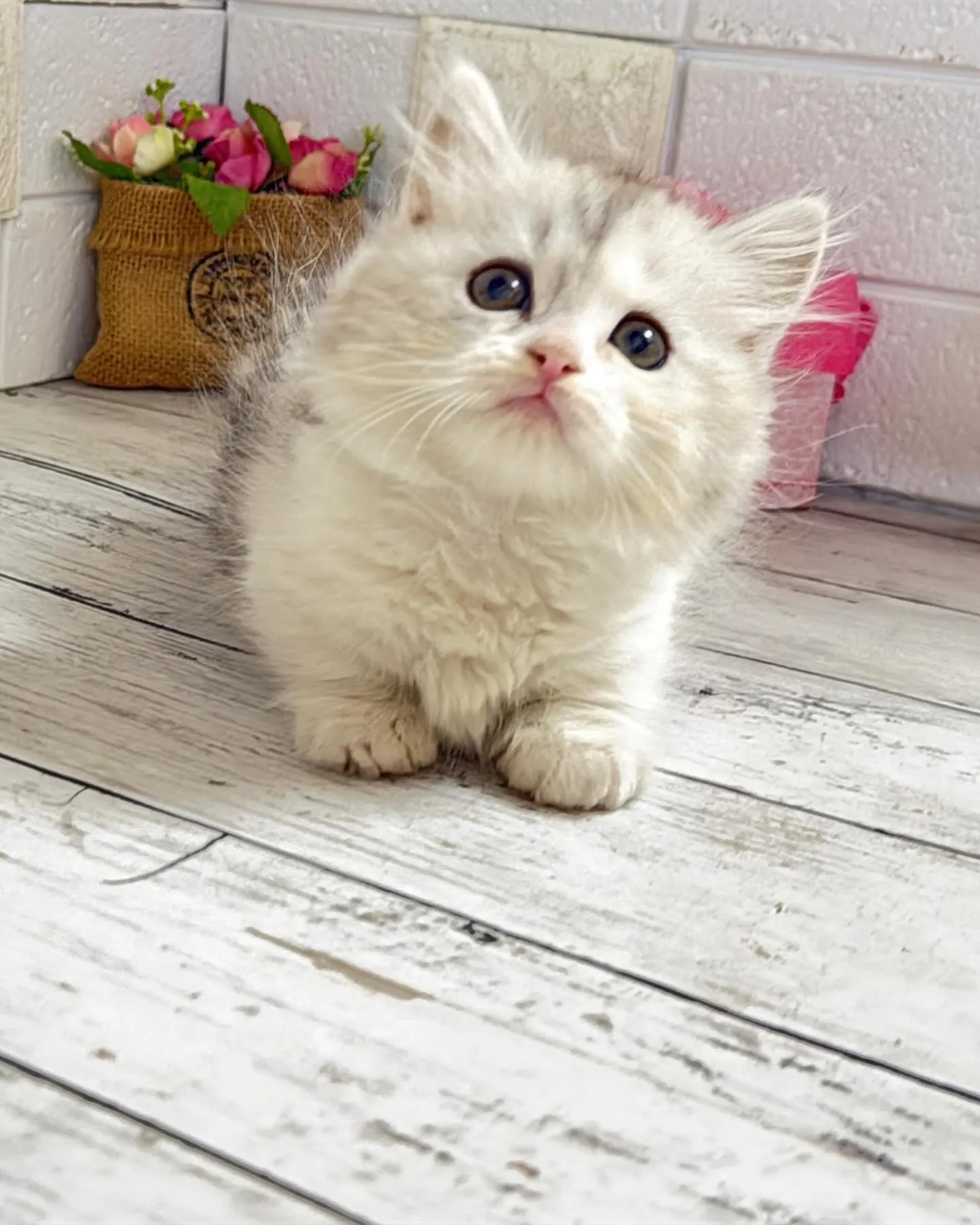 ミヌエットBABY短足ちゃん