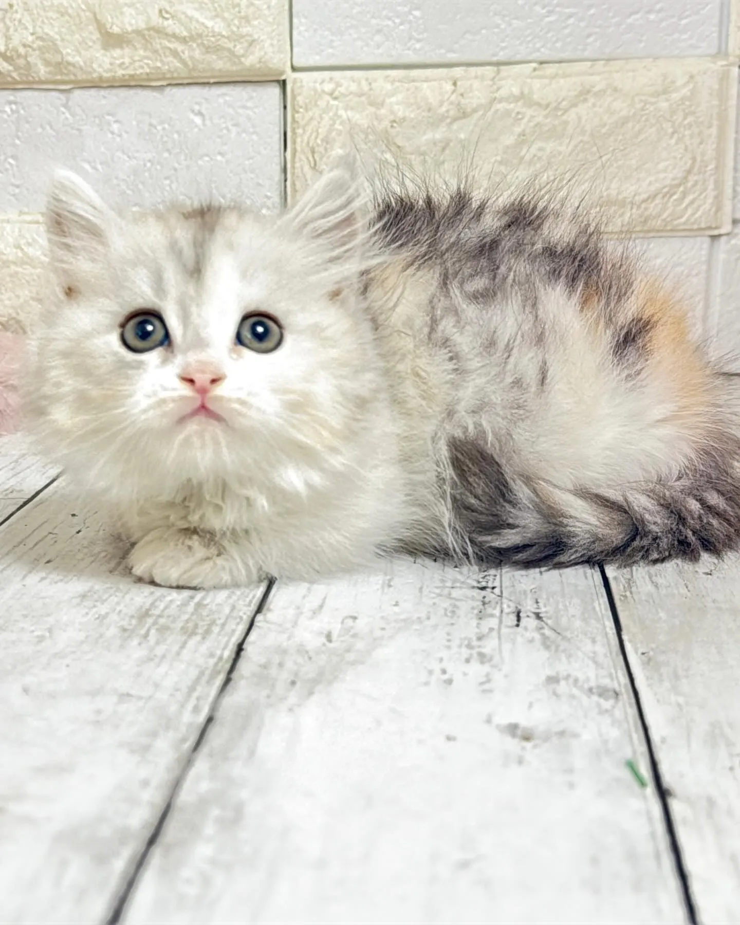 ミヌエットBABY短足ちゃん