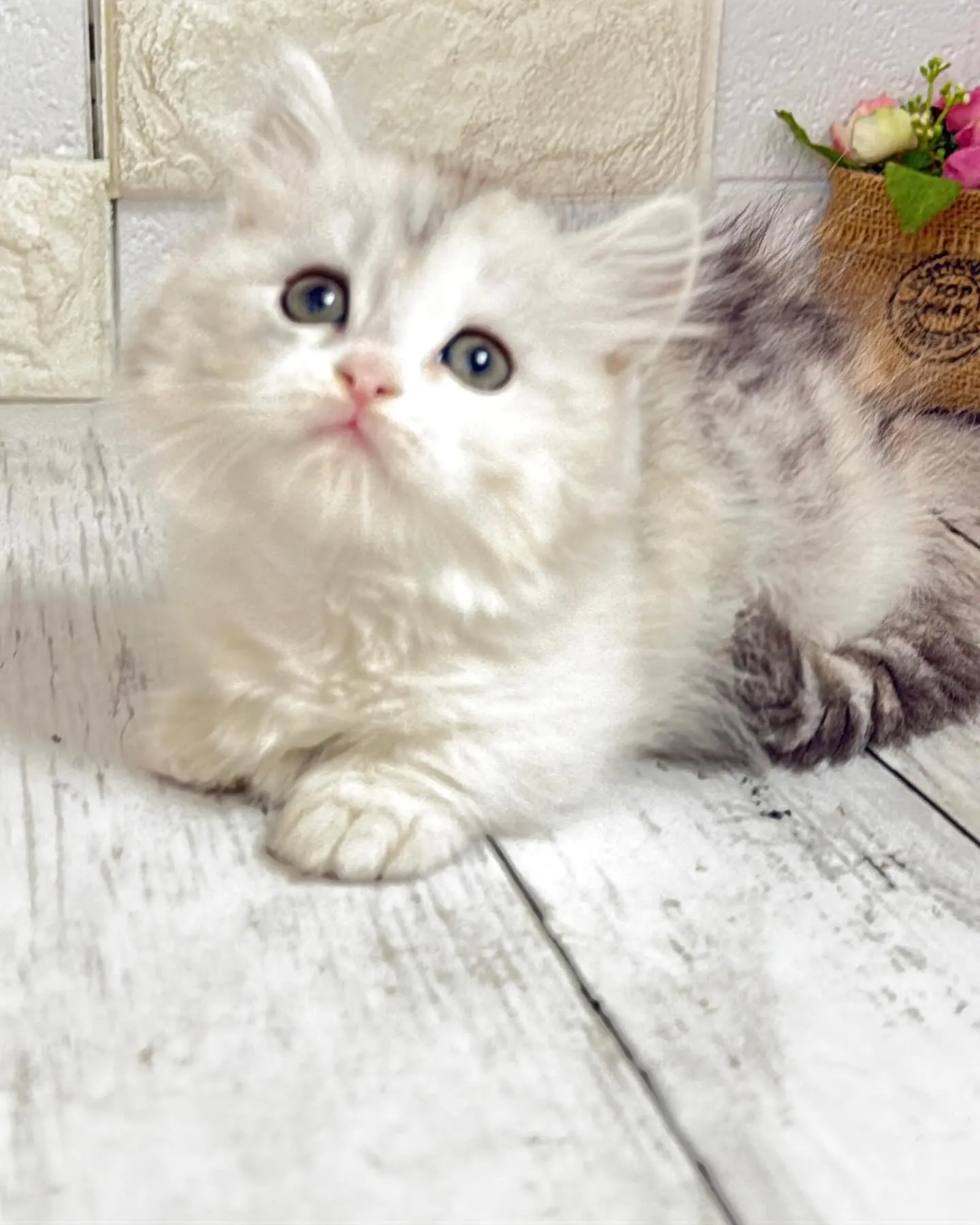 ミヌエットBABY短足ちゃん