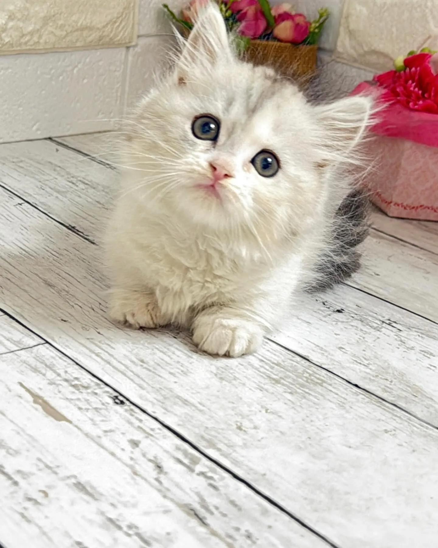 ミヌエットBABY短足ちゃん