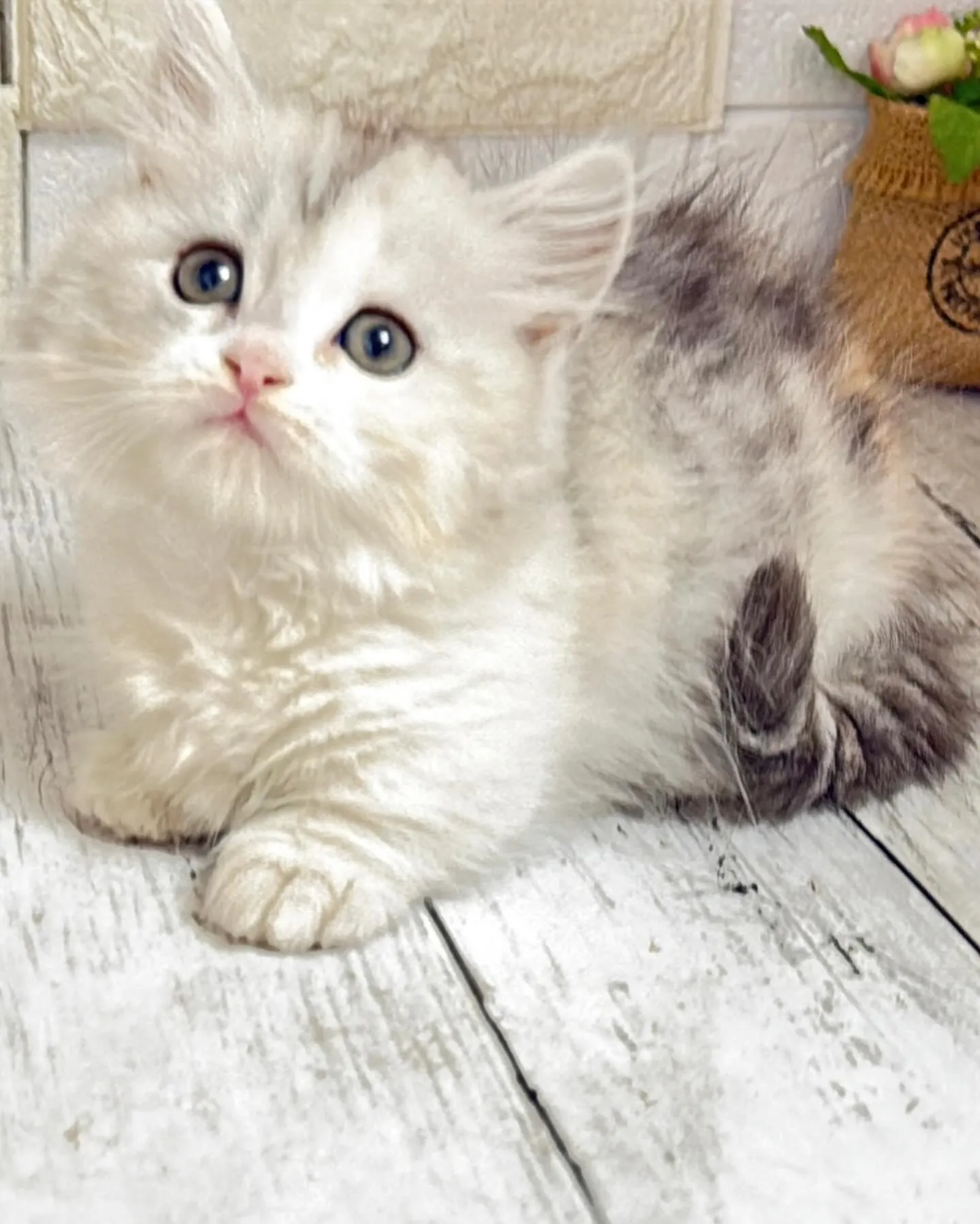 ミヌエットBABY短足ちゃん