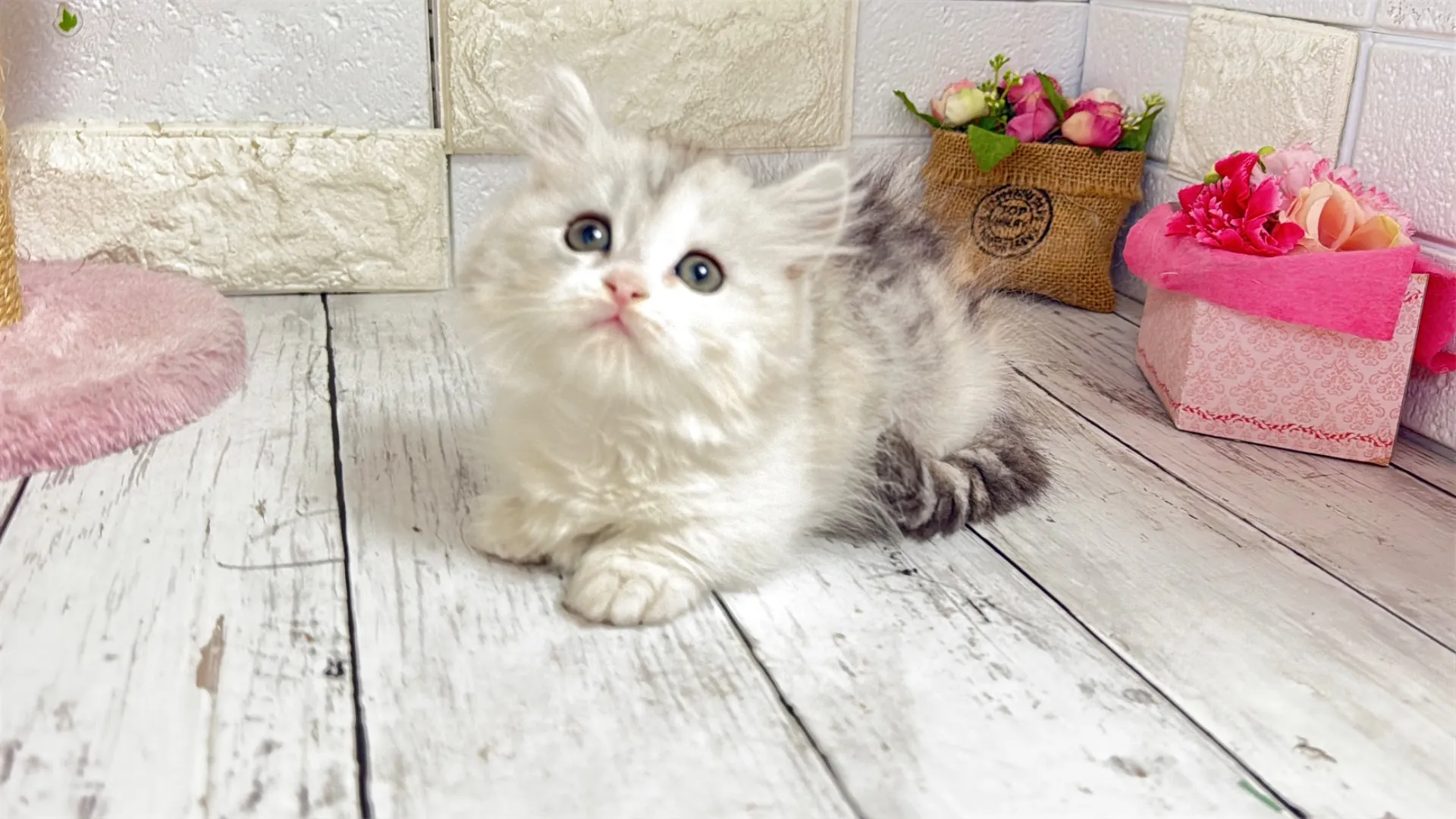 ミヌエット短足（MAINO104）