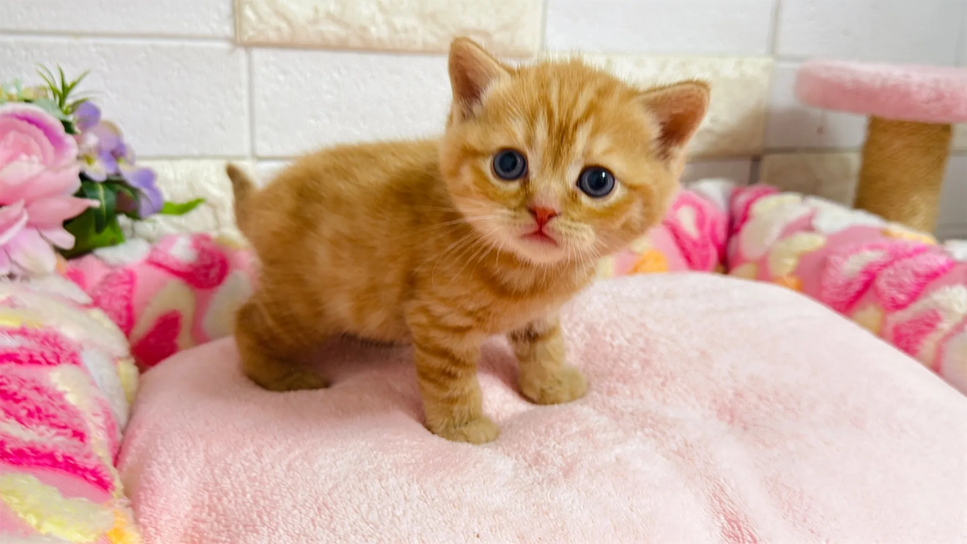 マンチカン長足（Rima101）