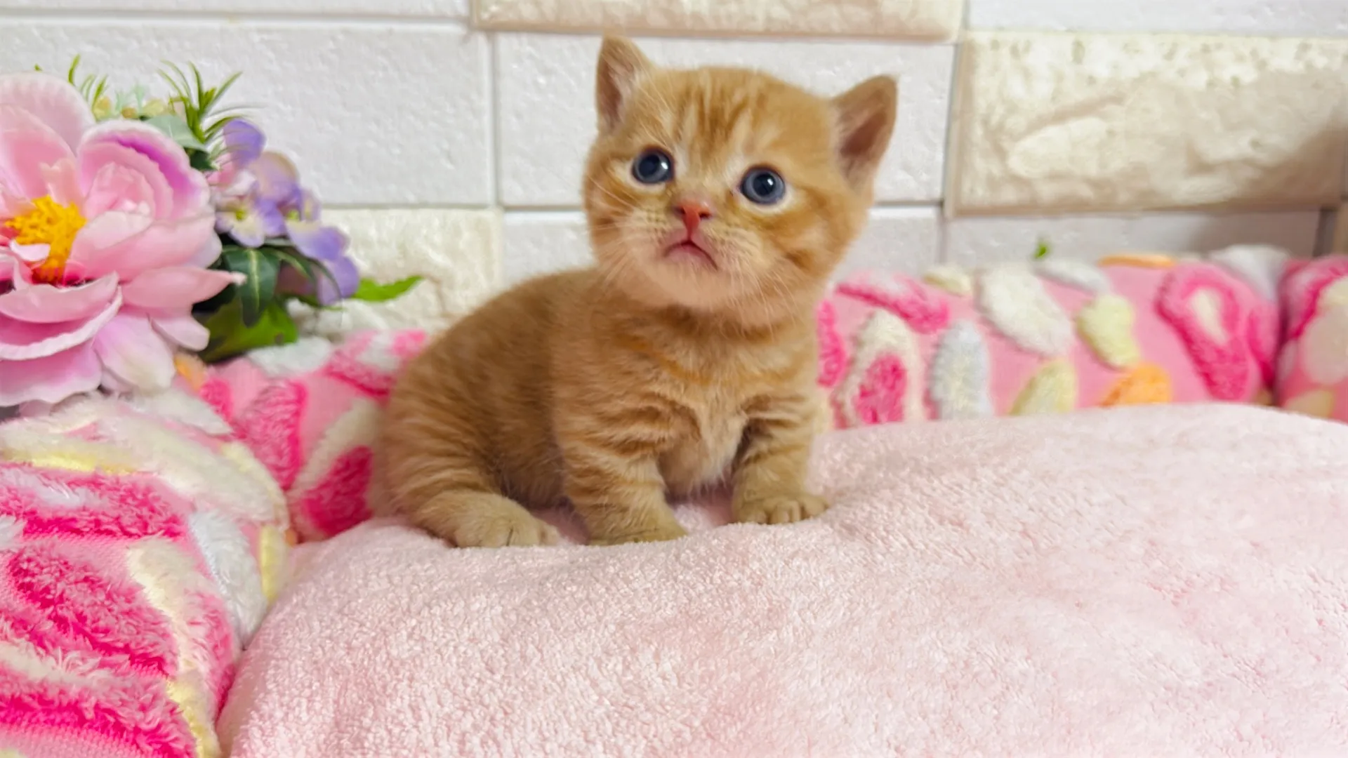 マンチカン短足（Rima102）