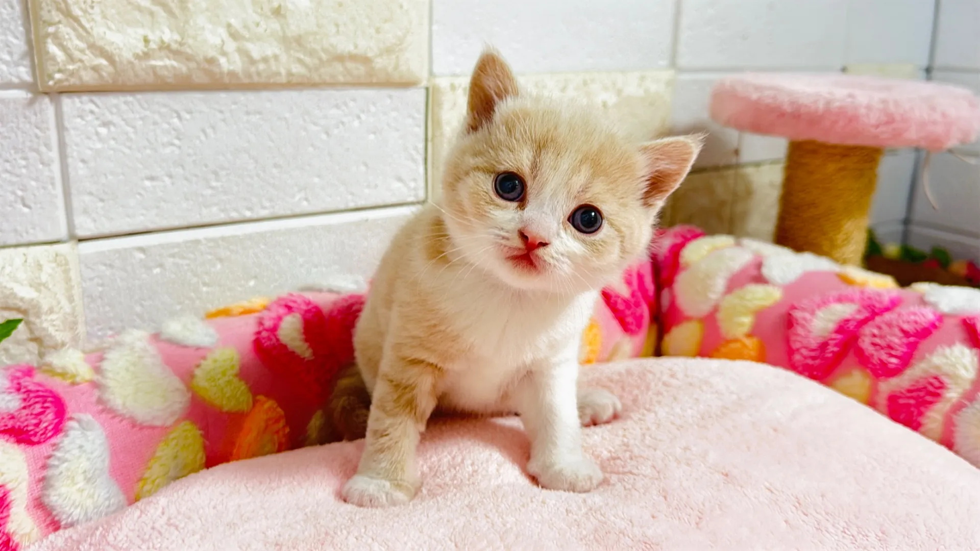 マンチカン短足（Rima103）