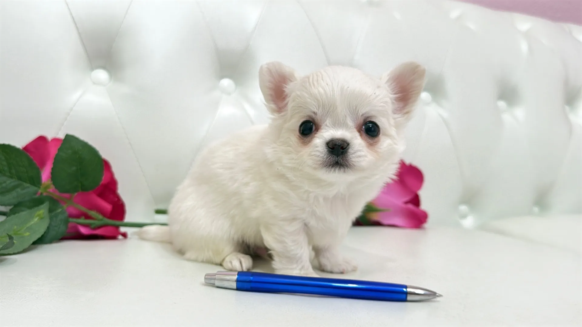 チワワロング（Kumako101）