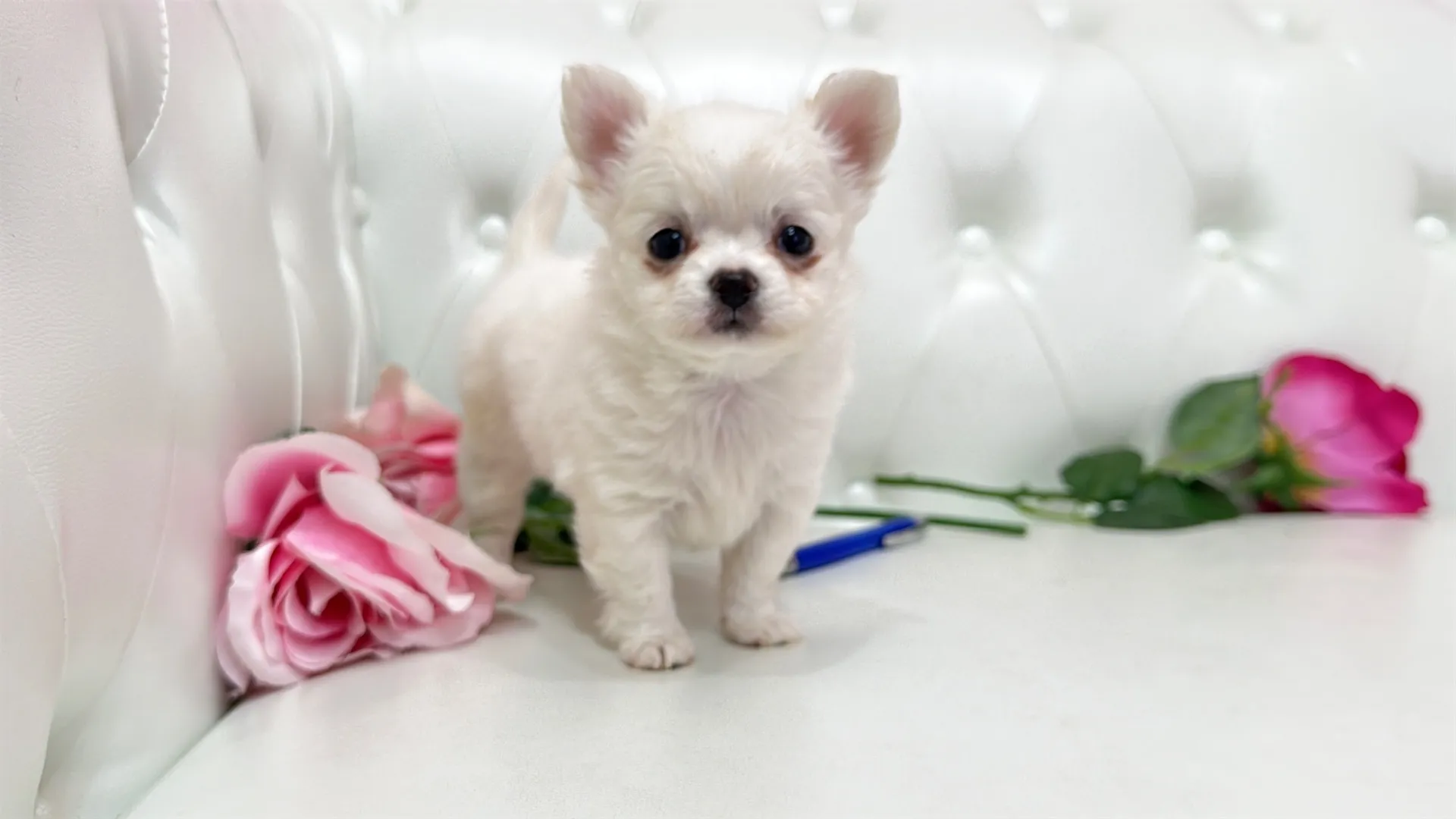 チワワロング（Kumako102）