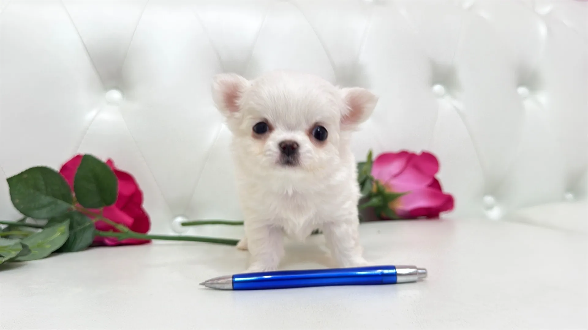 チワワロング（Kumako103）