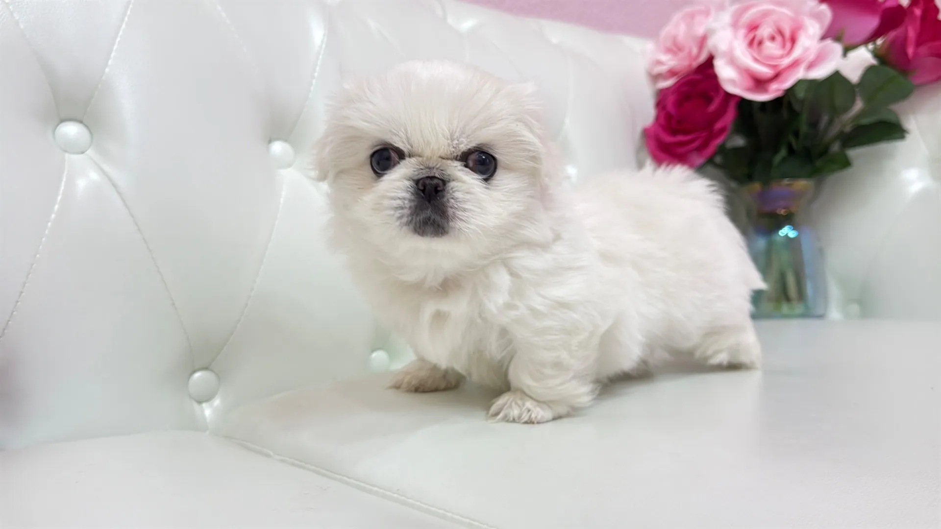 ペキニーズ（HINATA102）