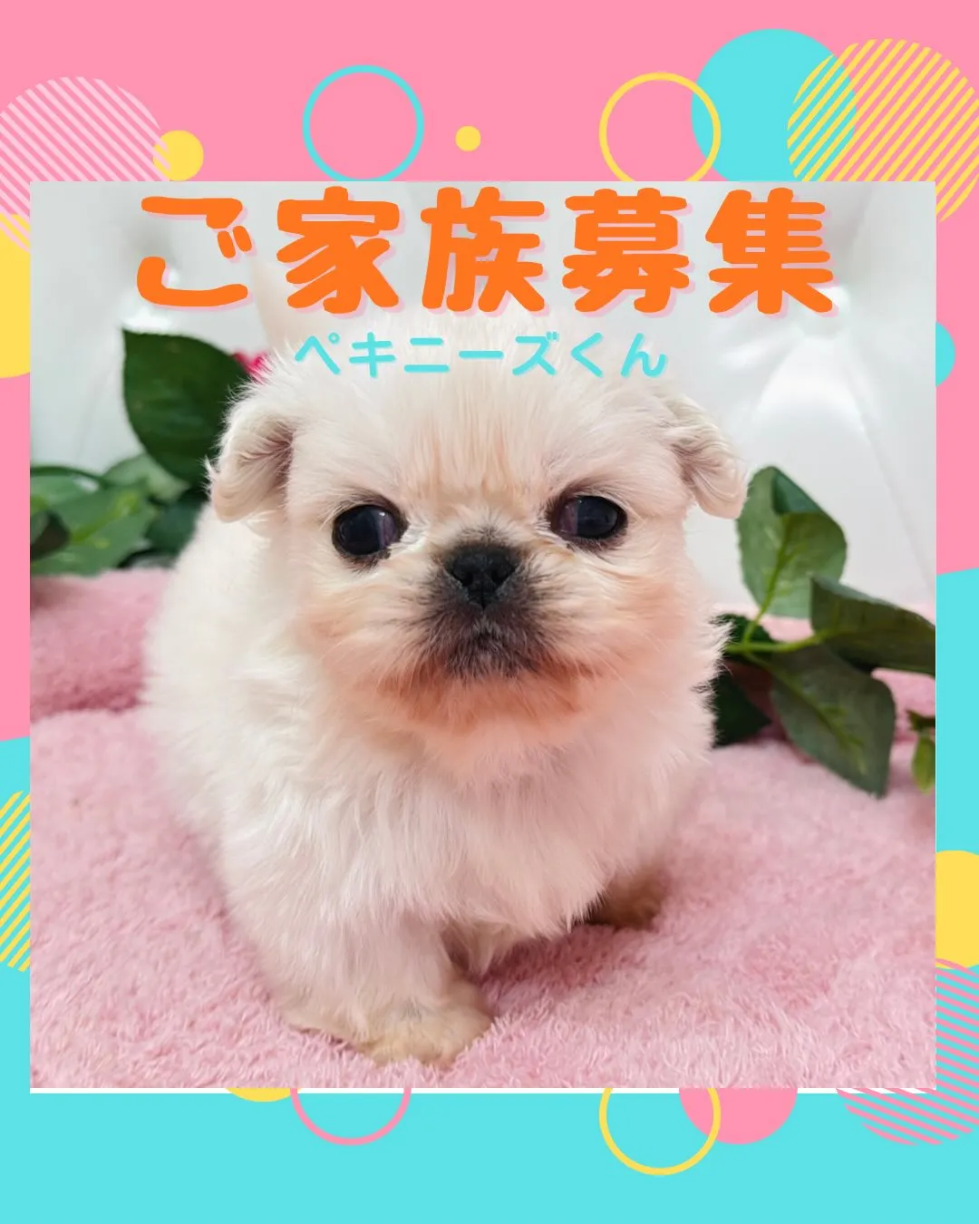 ペキニーズ/ブリーダー直販/パピーランドシェリエ