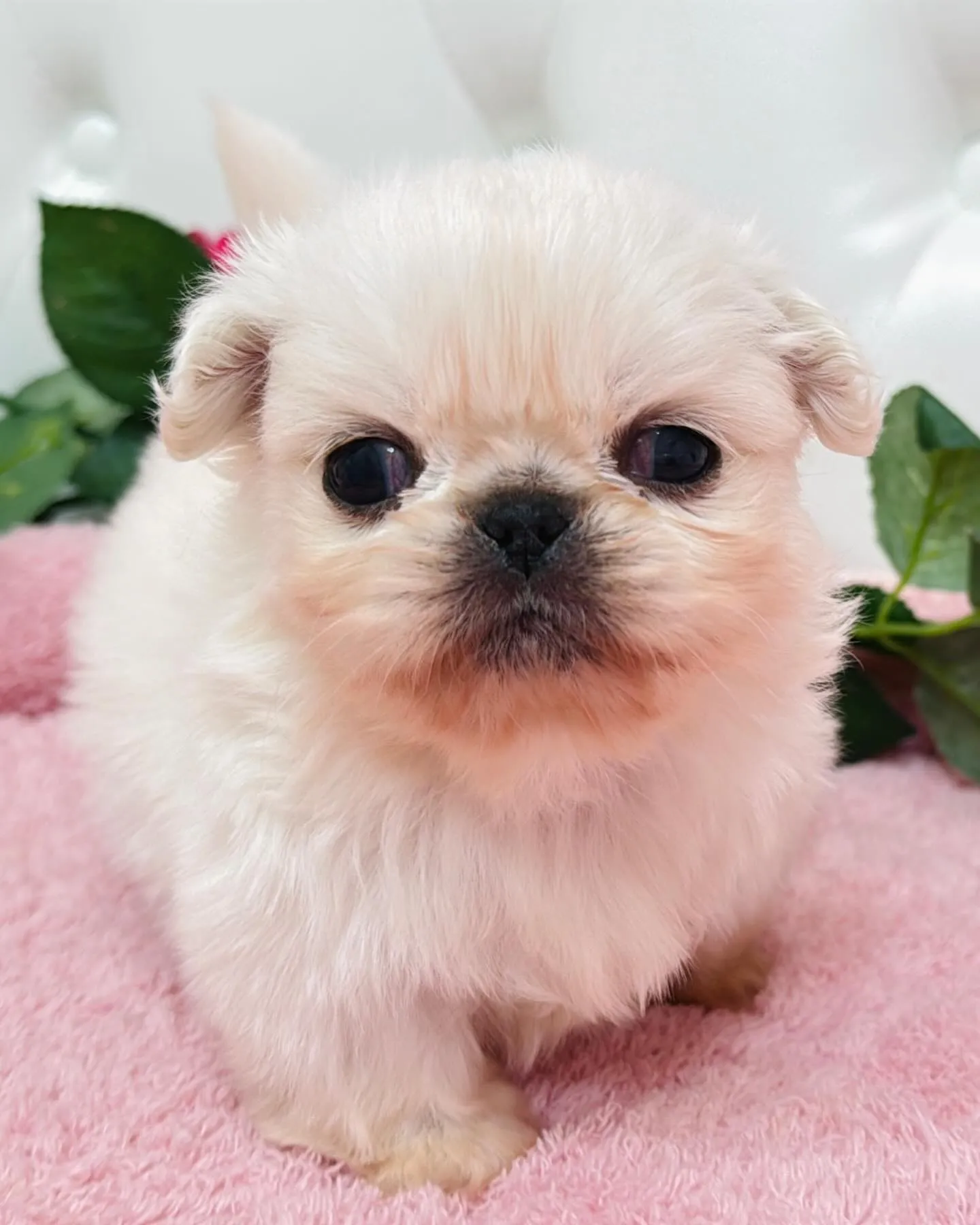 ペキニーズ/ブリーダー直販/パピーランドシェリエ