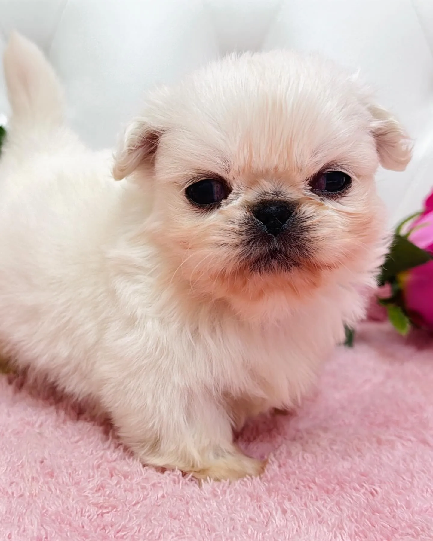 ペキニーズ/ブリーダー直販/パピーランドシェリエ