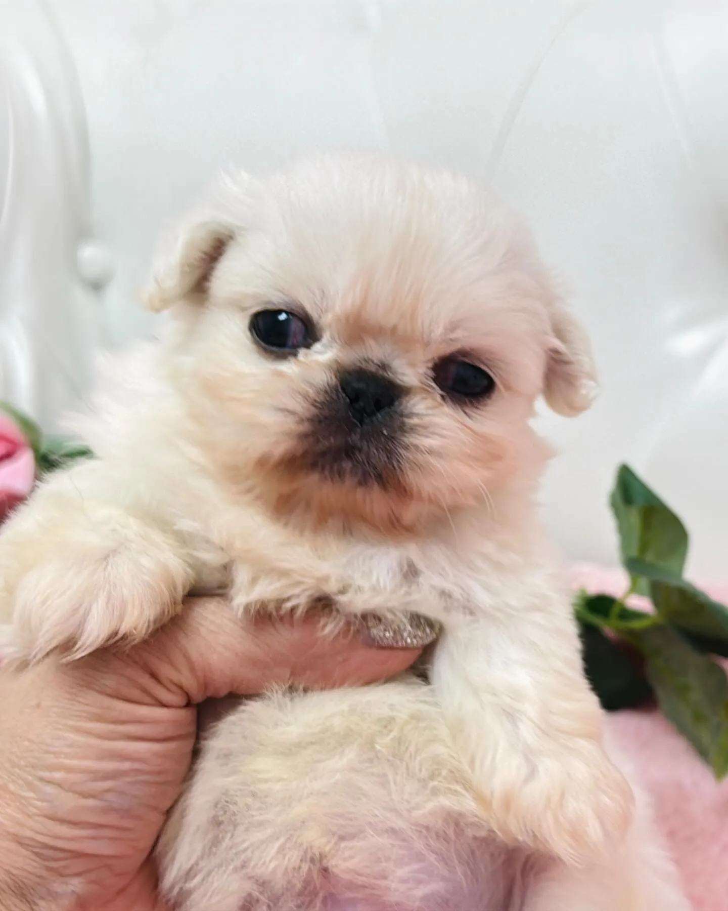 ペキニーズ/ブリーダー直販/パピーランドシェリエ