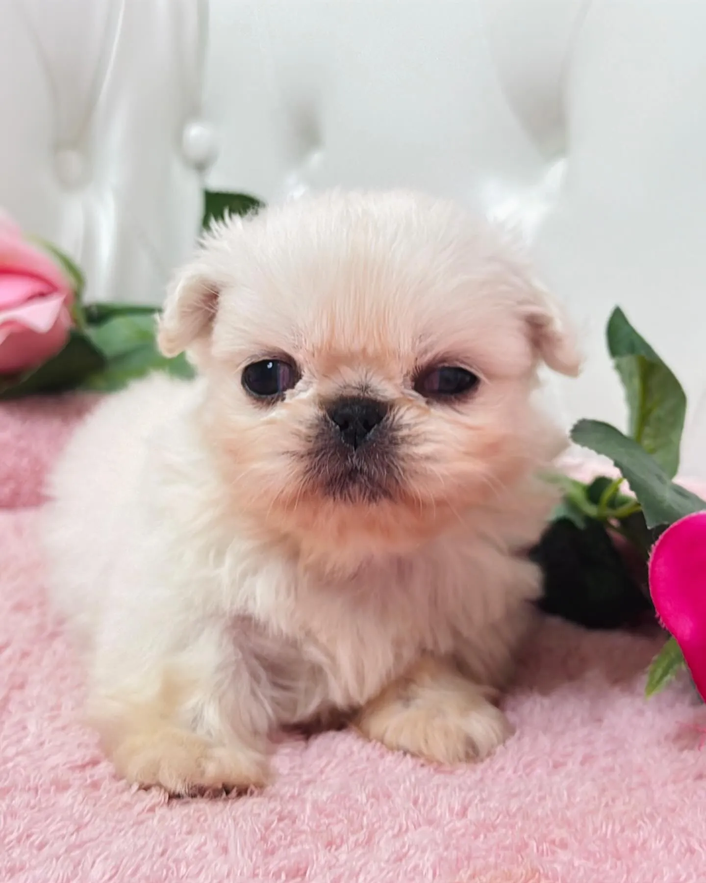 ペキニーズ/ブリーダー直販/パピーランドシェリエ